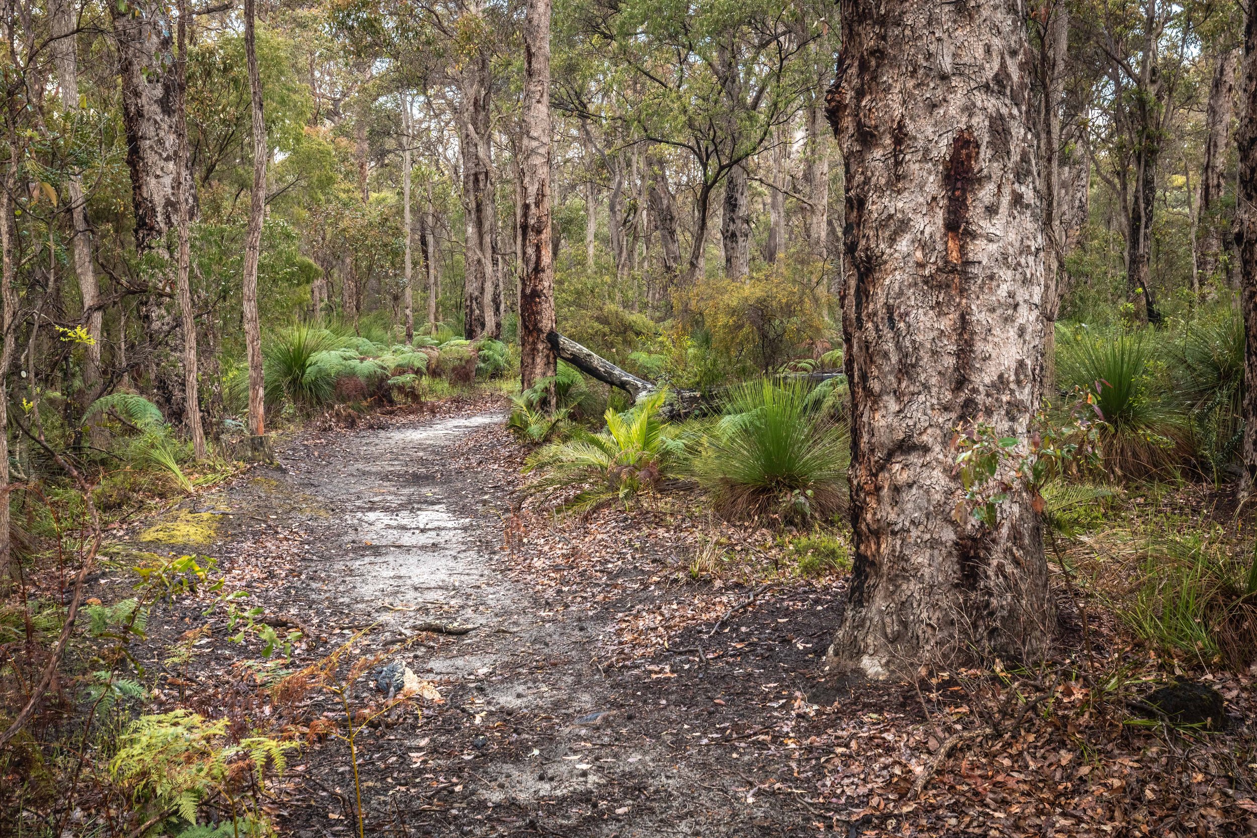A muddy trail in a dense forest at Bussells Bushland Cottages in Margaret River with tall trees and green shrubs on either side.