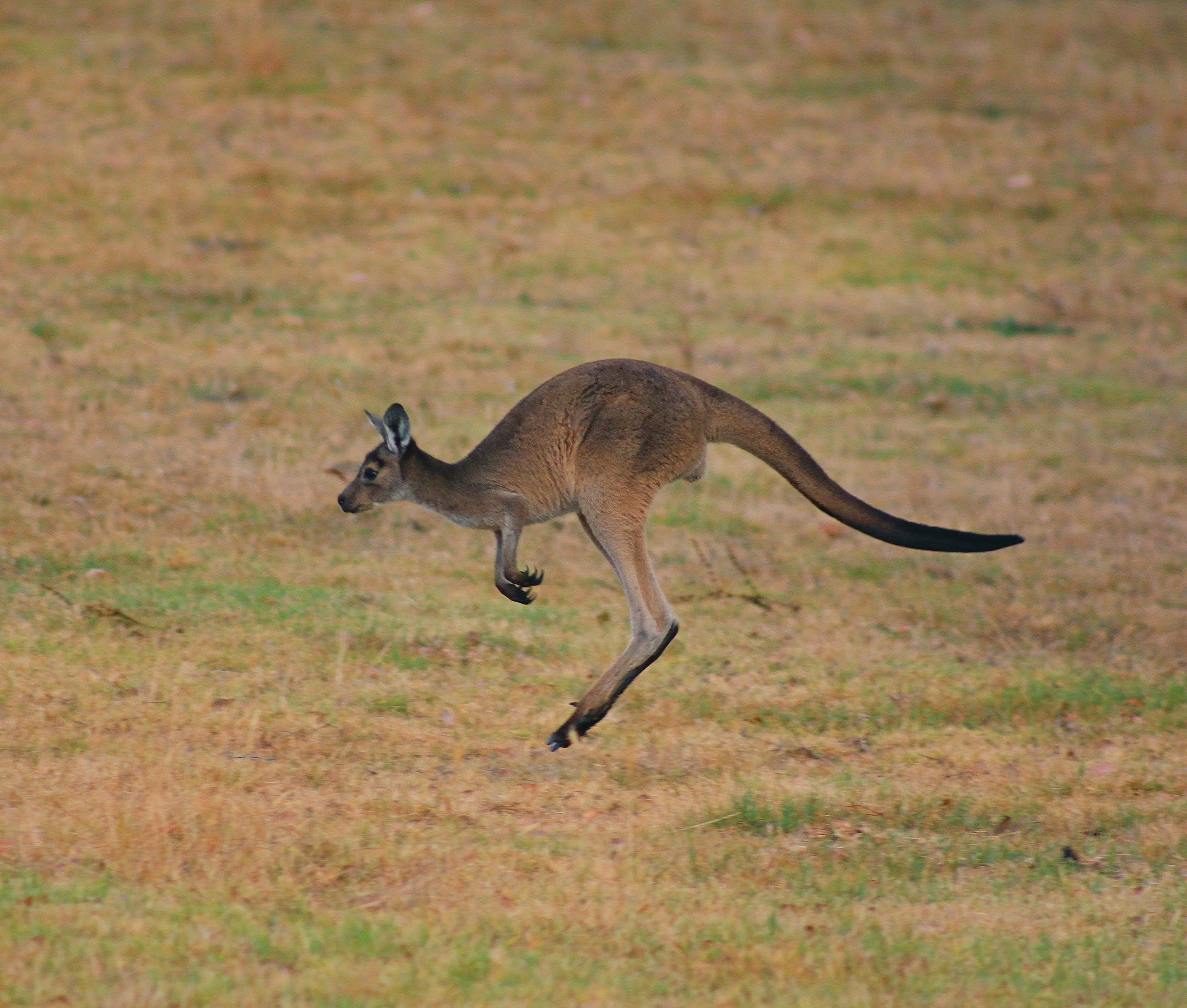 kangaroo in bussells bushland cottages in margaret river