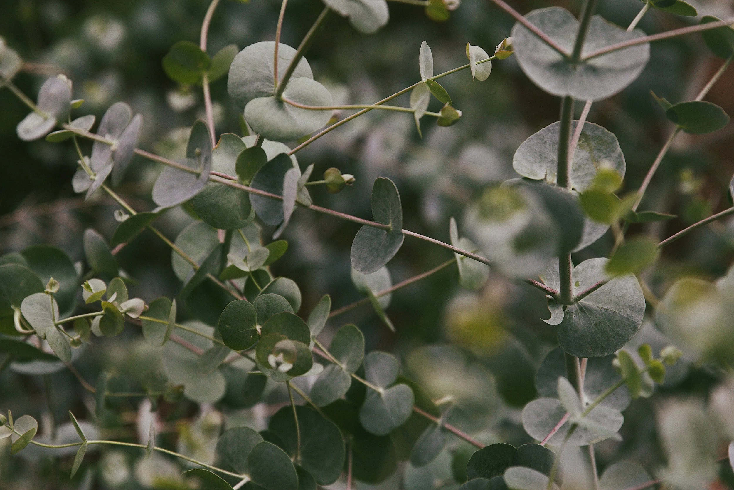 Eucalyptus in Margaret River at nature retreat in Bushland Cottages