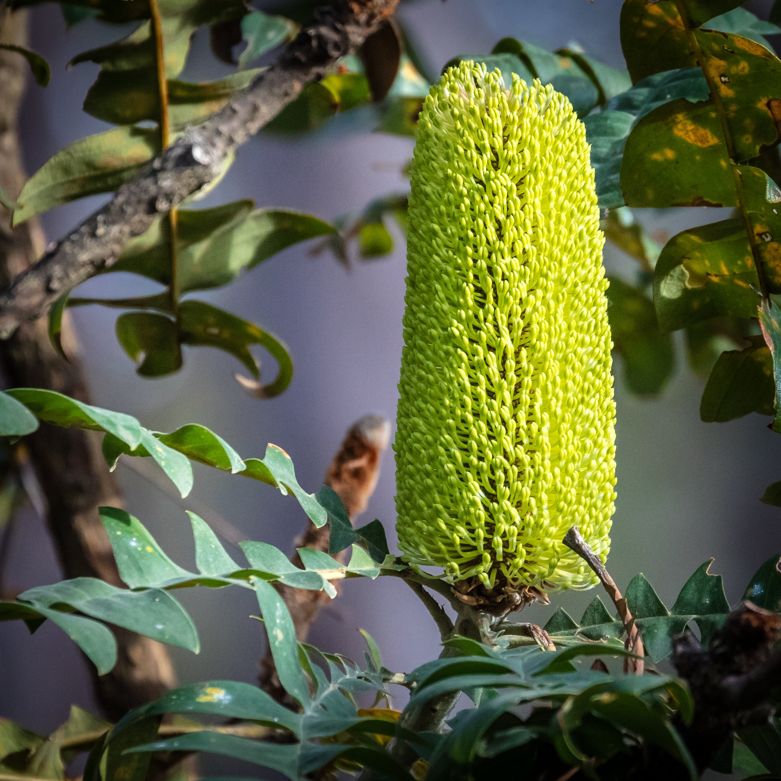 Close-up of a large green conifer cone of Banksia on a tree branch surrounded by green leaves at Bussells Bushland Cottages in Margaret River.