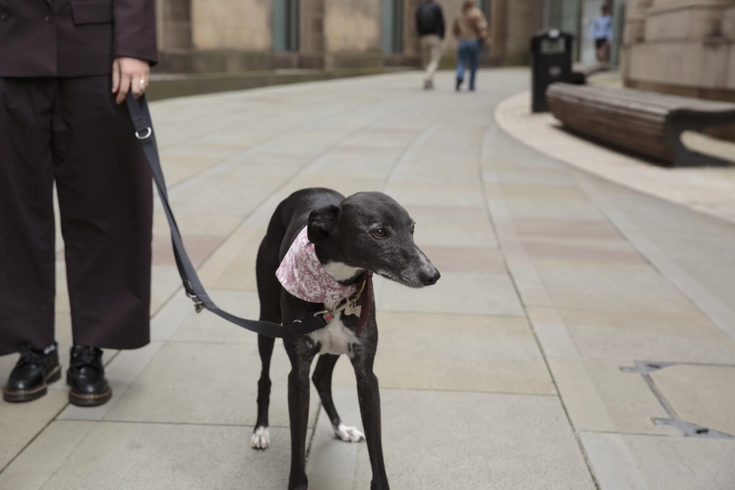 A black and white dog wearing a pink bandana stands on a city sidewalk, with a person in black pants holding the leash nearby. Two people are walking in the distance, and benches and a trash can are also visible.