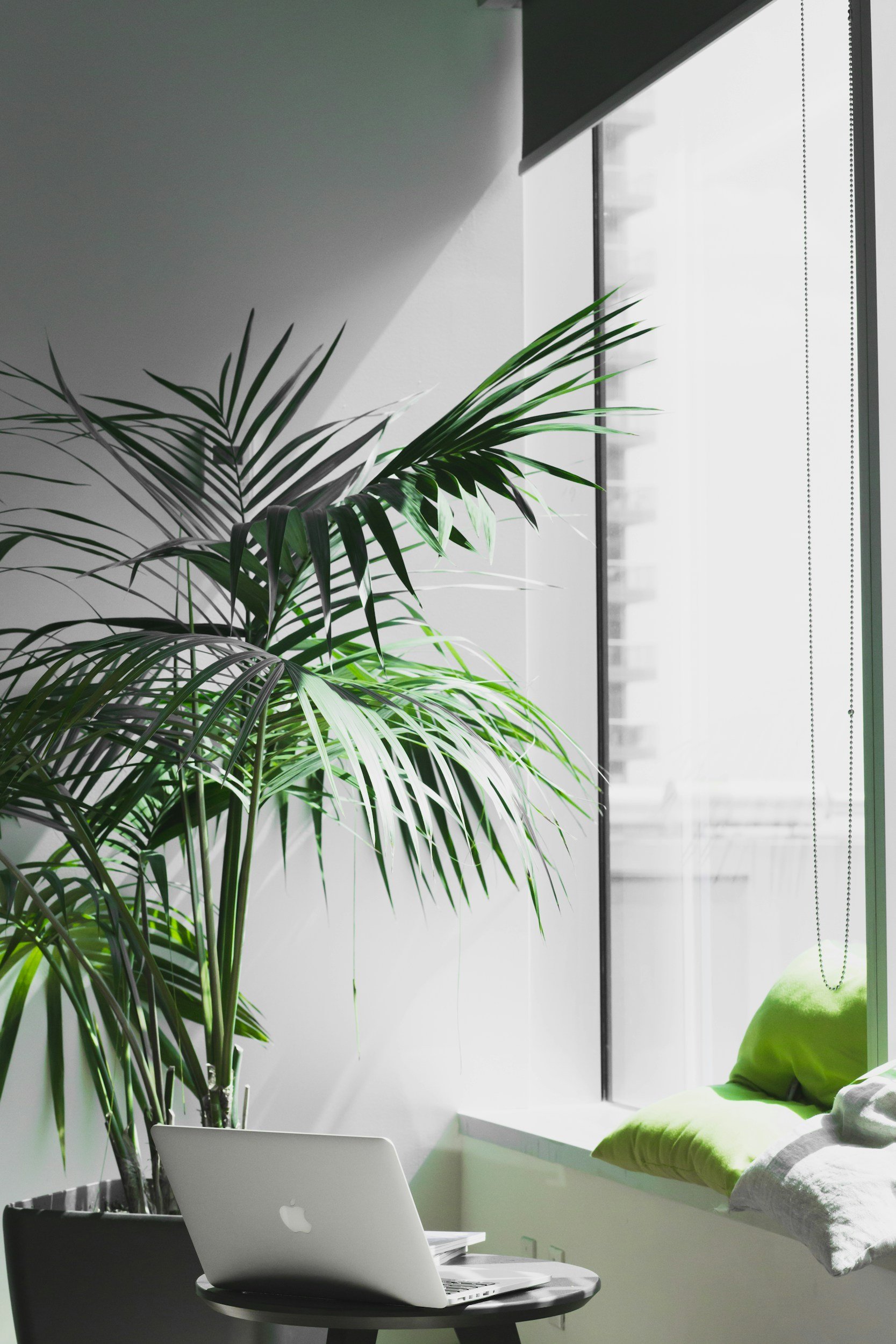 Indoor space with a large potted palm plant, a white Apple laptop on a small black round table, and a window with a green cushion and blanket on a window seat.