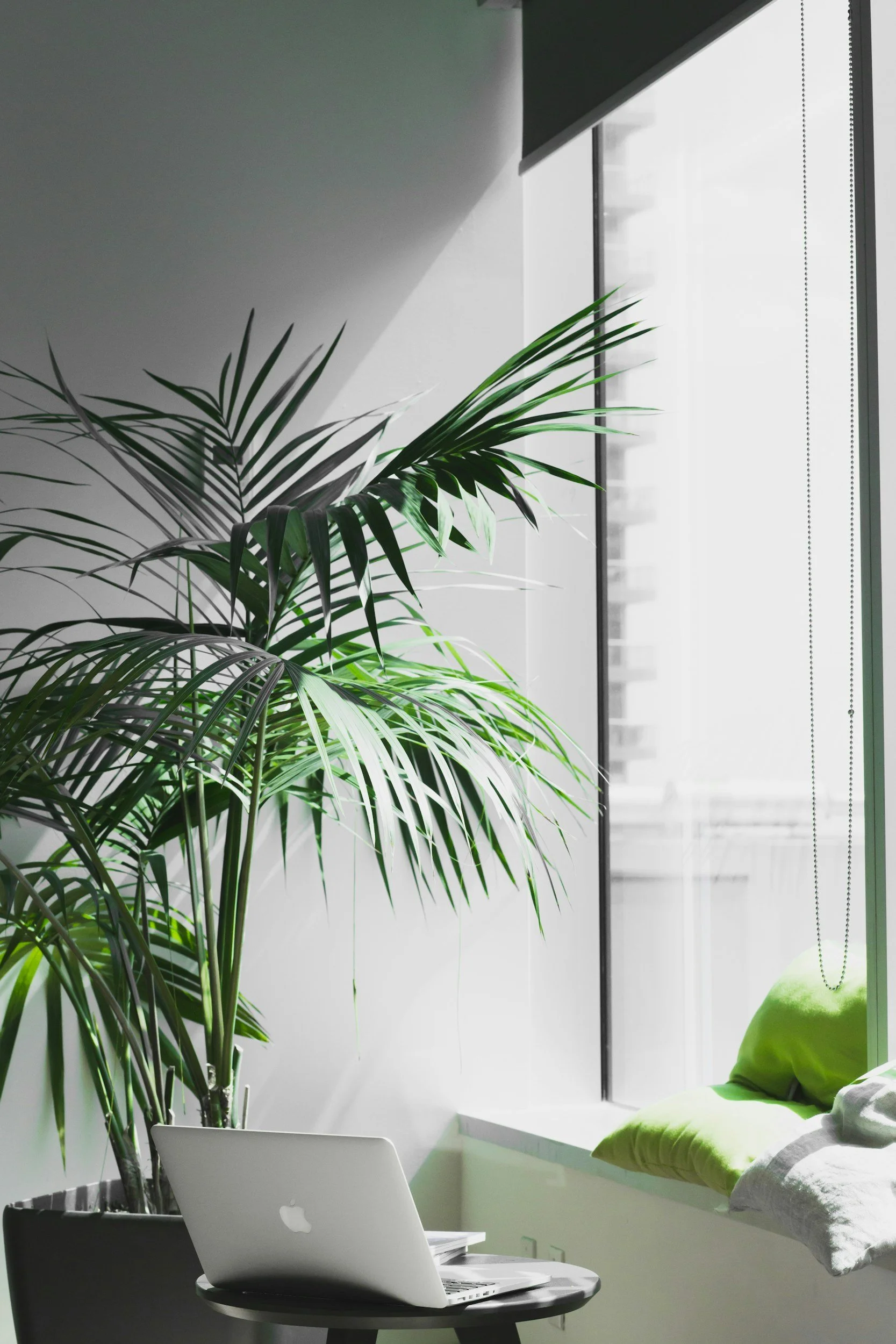 A large green potted plant in front of a window with sunlight, a white laptop on a round table, and a window seat with green and white pillows.