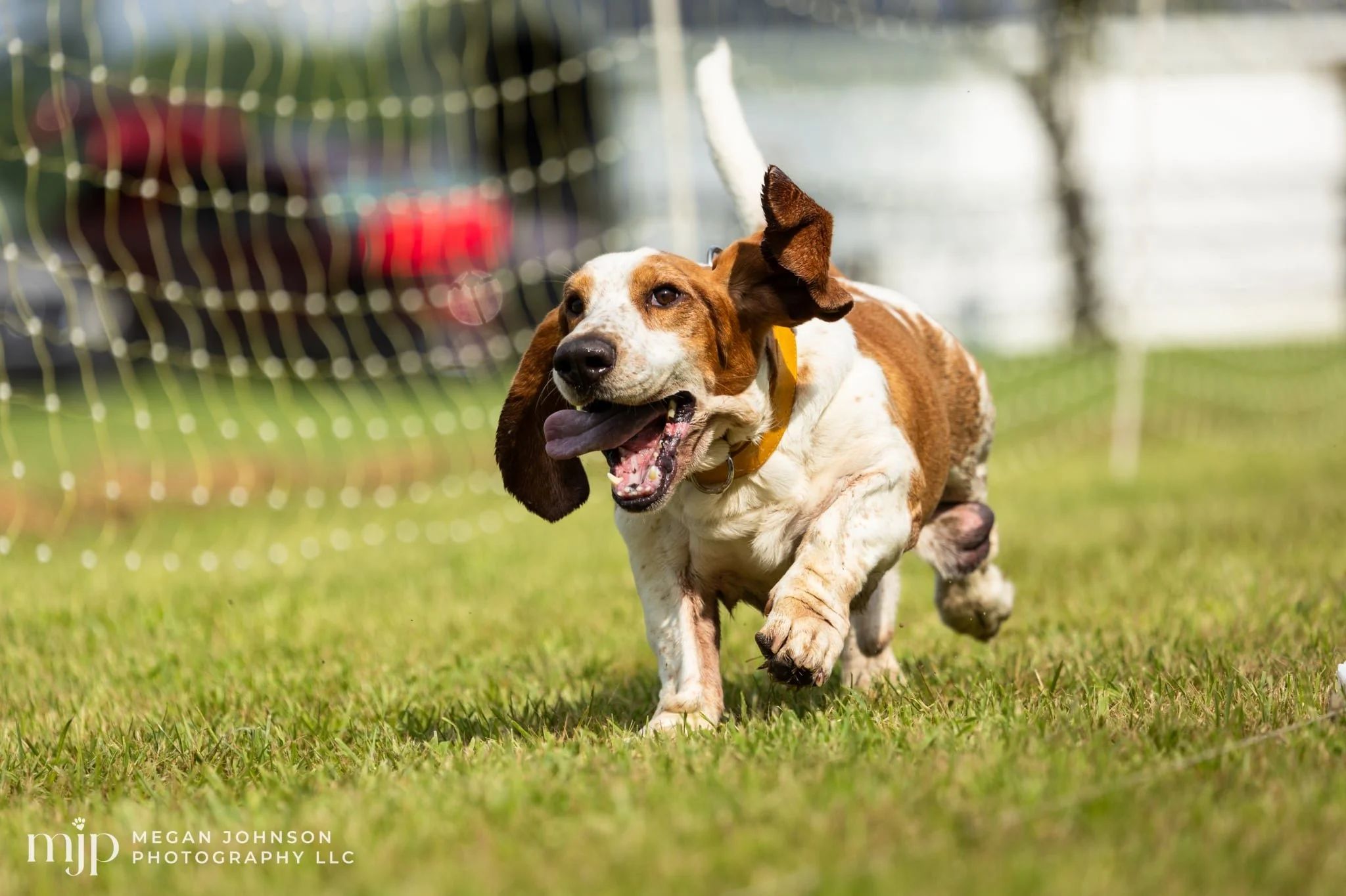 A basset hound chasing a lure at an FCAT event