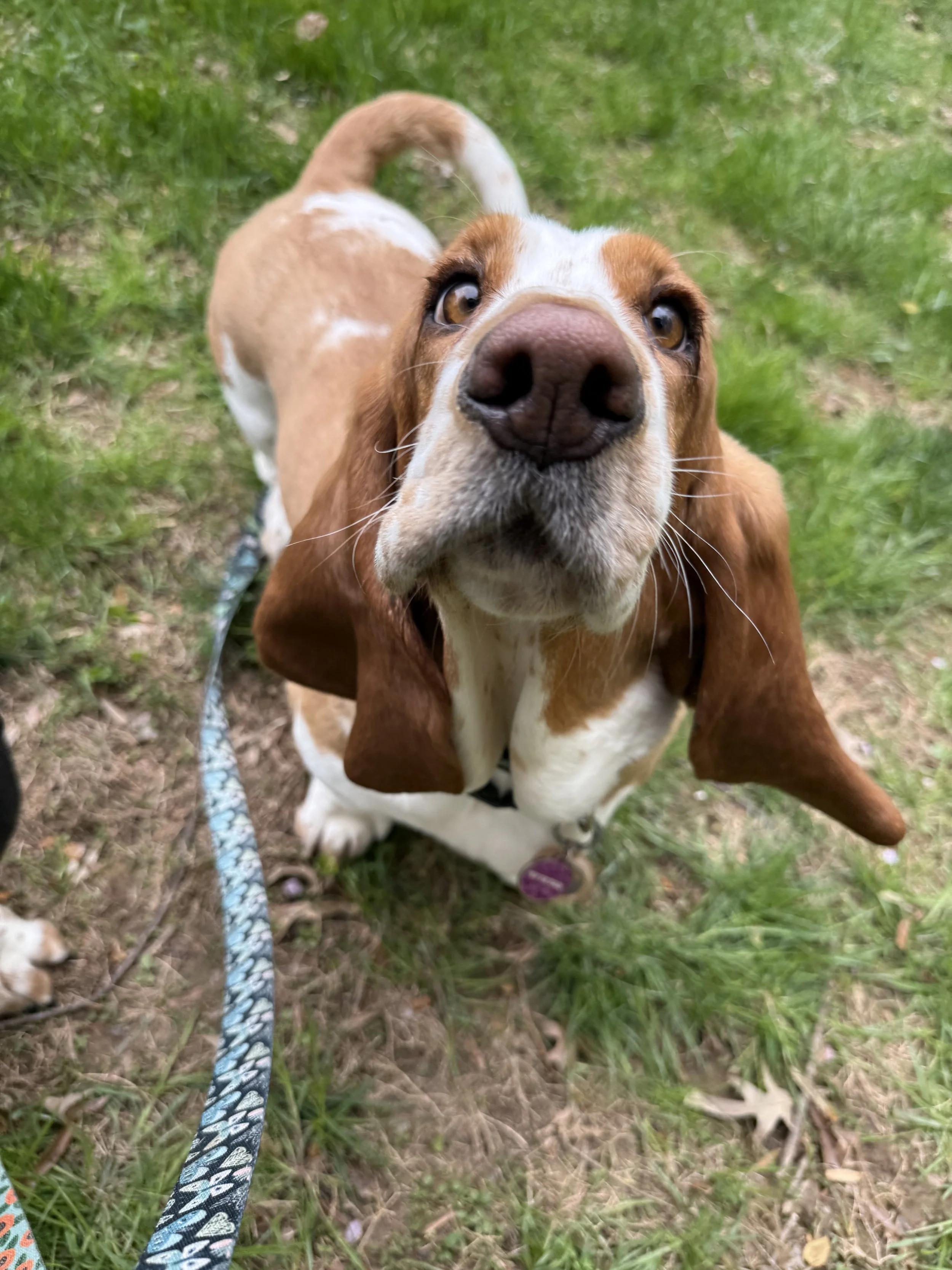 basset hound looking up at the camera