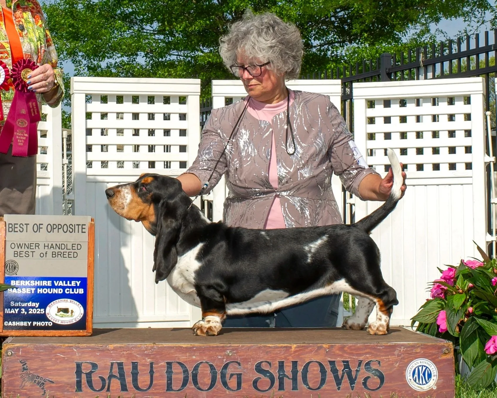 A woman showing a black and tan Beagle at a dog show, with a sign indicating it is the Best of Opposite in the breed category, at the Berkshire Valley Basset Hound Club event on May 3, 2025.