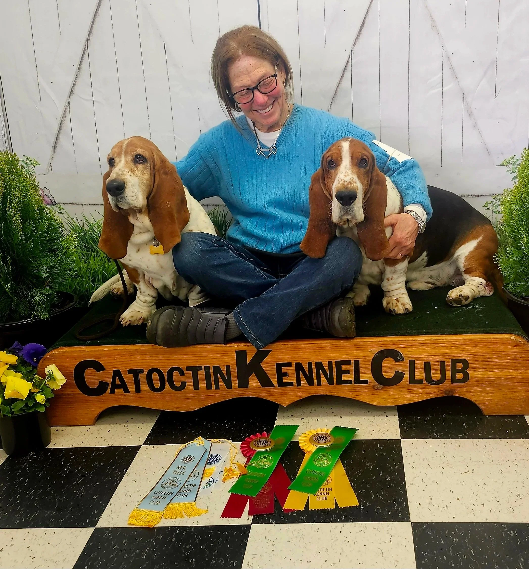 A woman in a blue sweater and glasses sitting on the floor at a dog show, surrounded by two basset hounds, awards, and ribbons, with a sign that says "Catoctin Kennel Club."