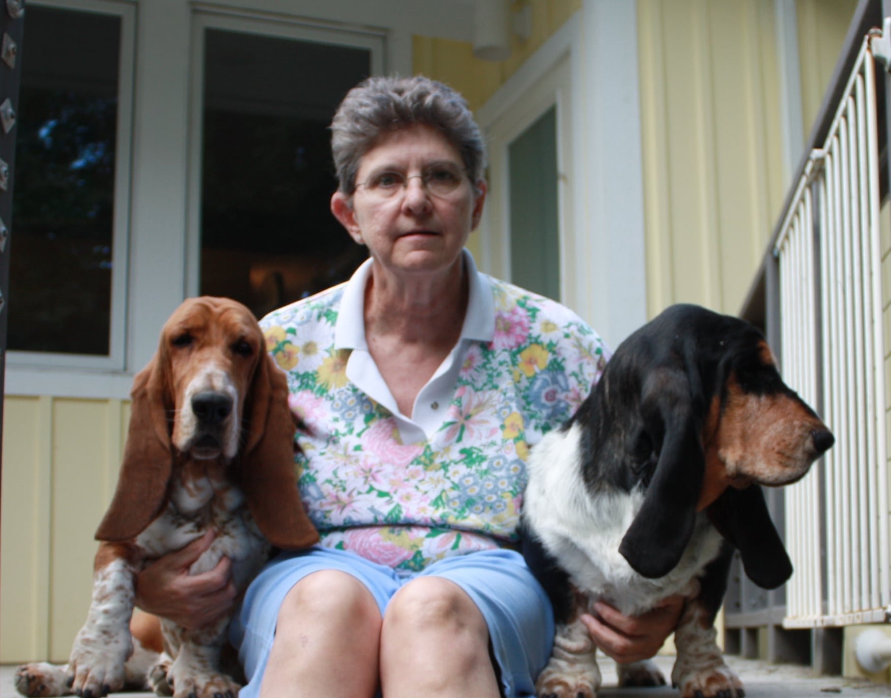 A Basset Hound puppy with floppy ears and a brown and white coat.