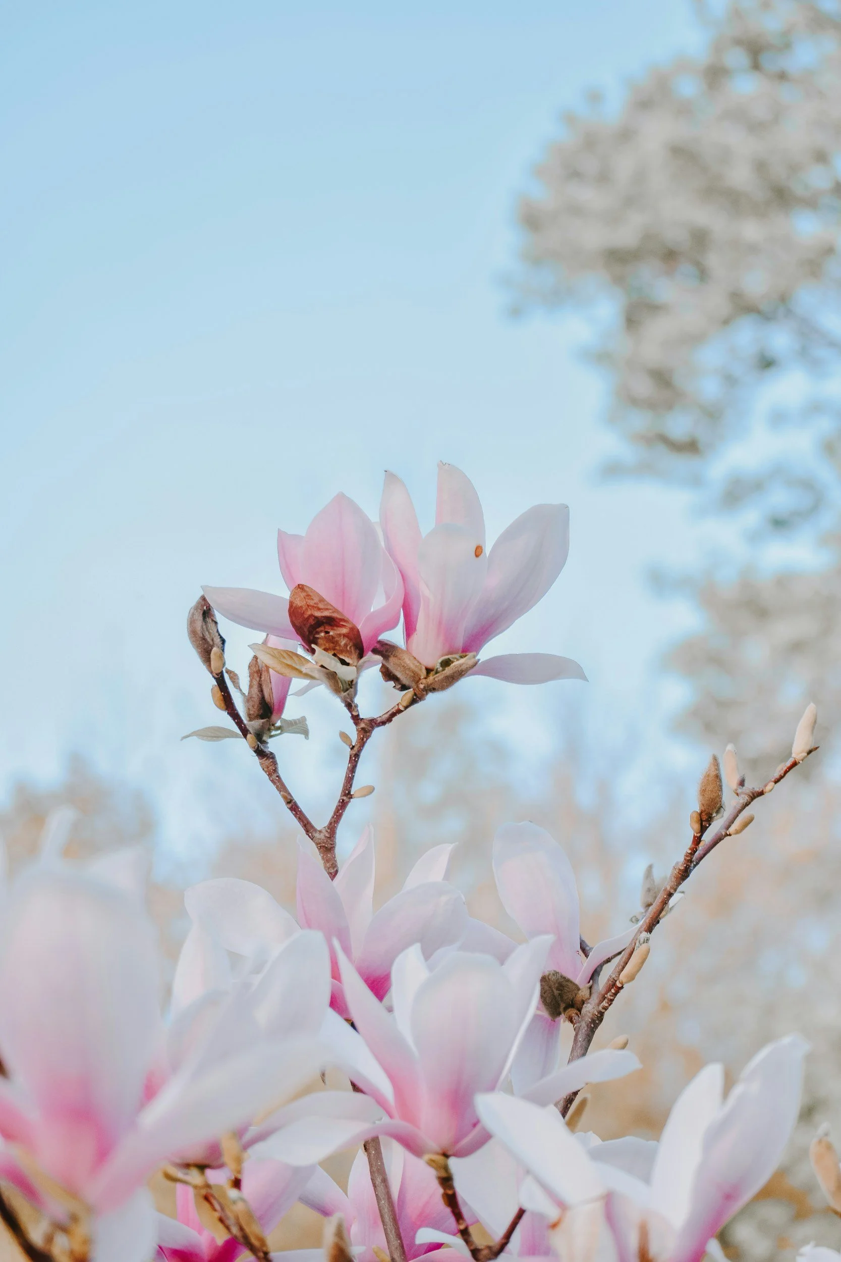 Close-up of blooming pink and white magnolia flowers on a branch against a blurred background of trees and a pale blue sky.