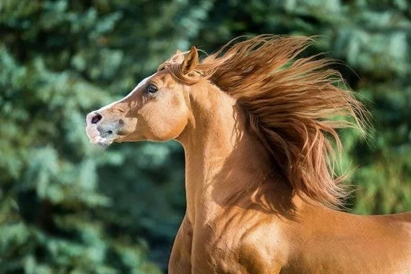 The Human Horse Heart Bond