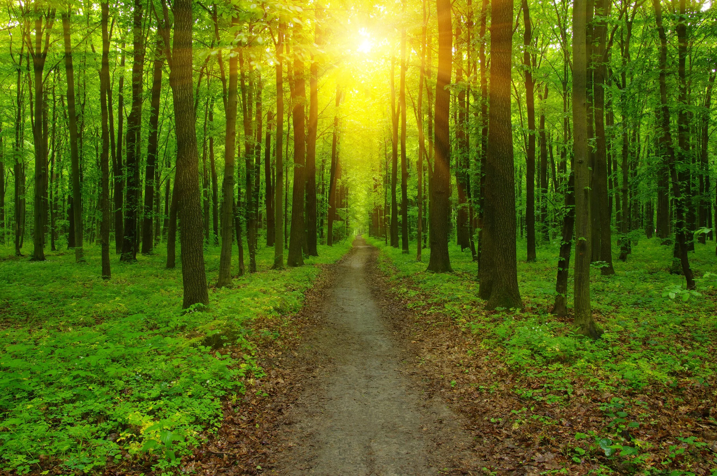 Awaken the Wisdom Your Soul Has Been Waiting For