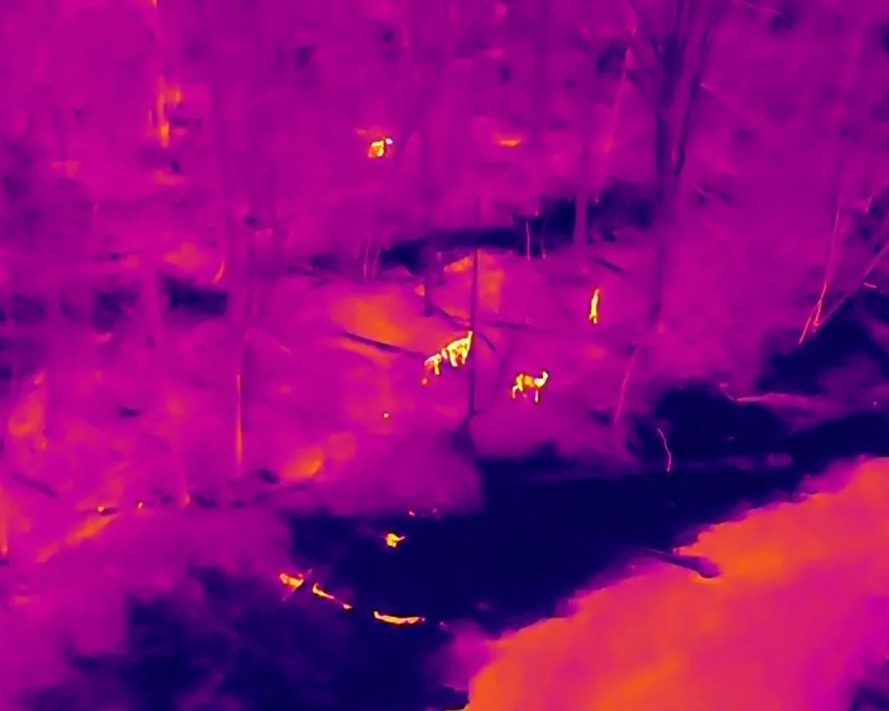 A thermal image of a forested area with a pond or small lake, showing trees and reflections in the water.