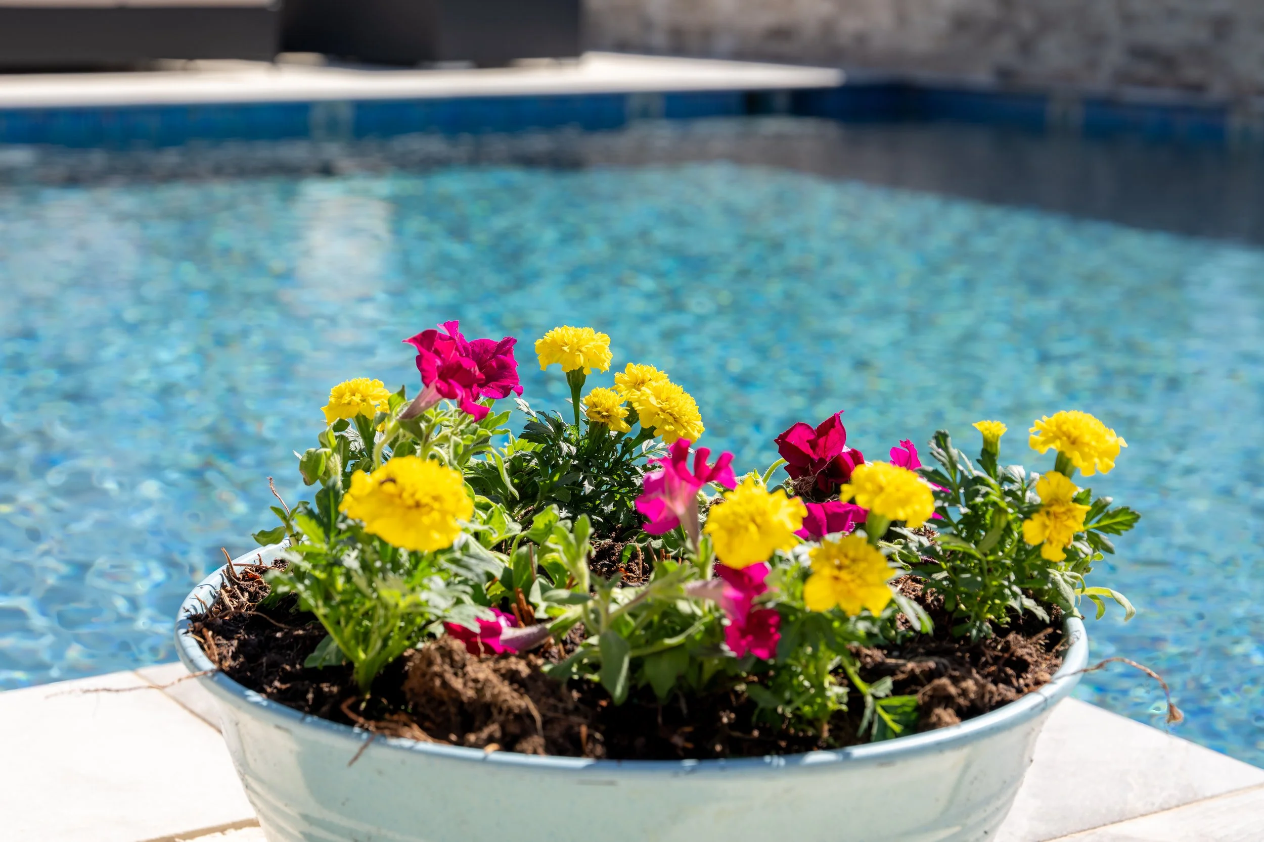 bulverde-tx-luxury-pool-07.jpeg