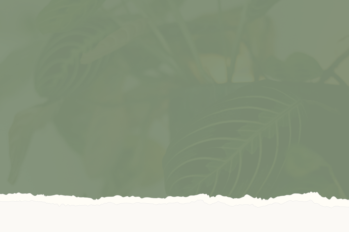 A blurred photo of green leaves with a torn paper effect at the bottom