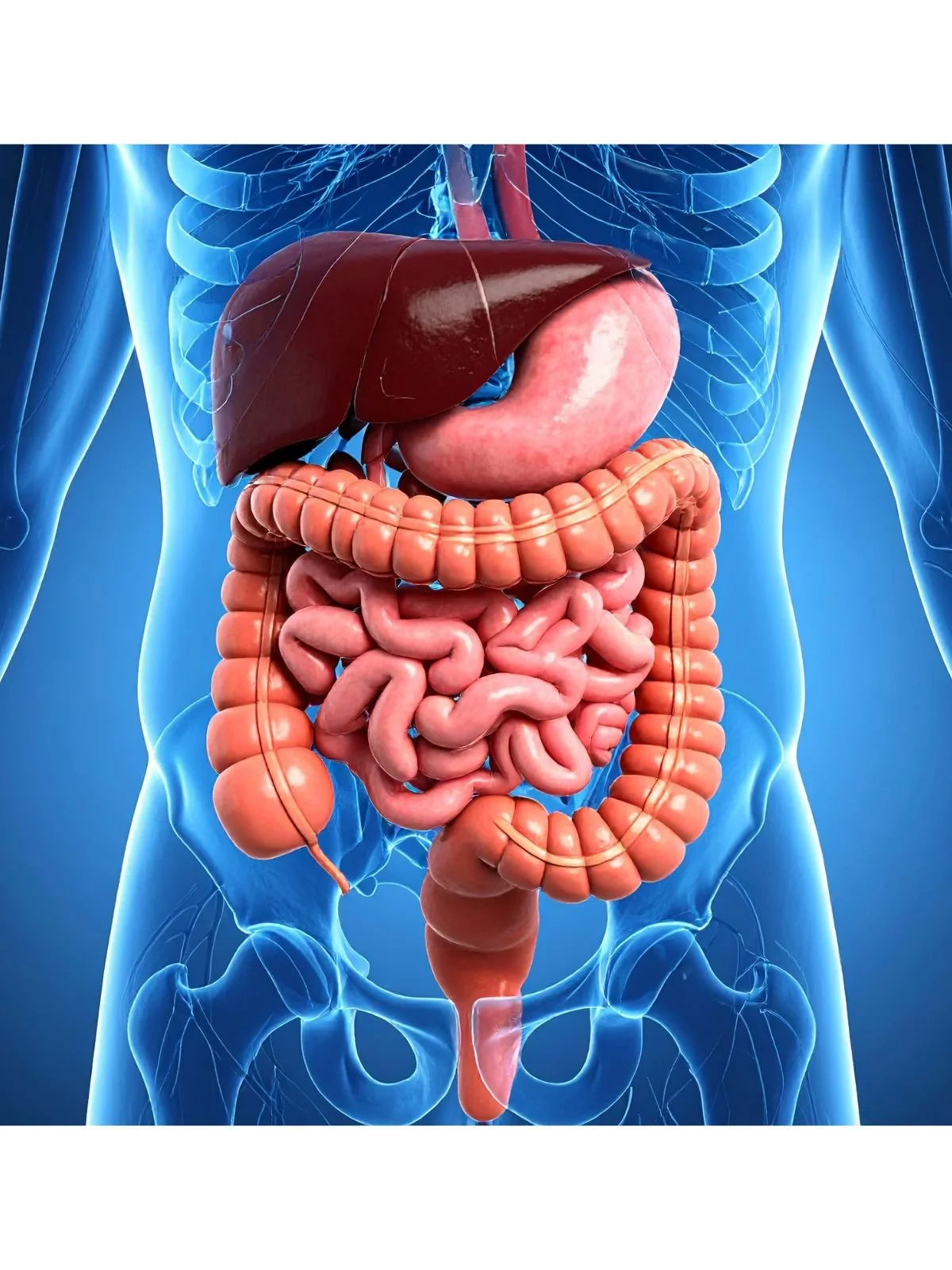 The Root of It All: Digestion — Root & Regulate