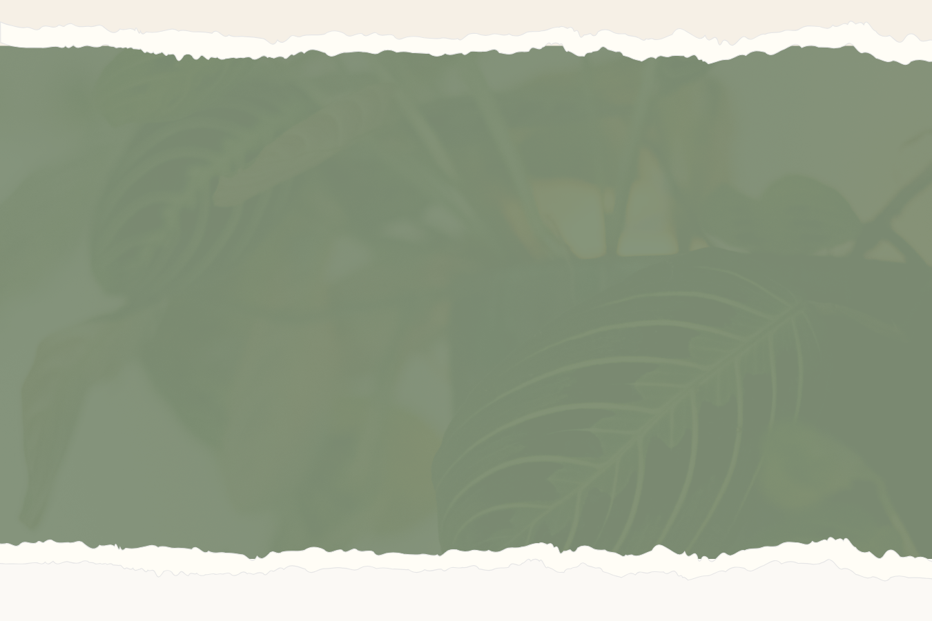 Blurred background with large green leaves.