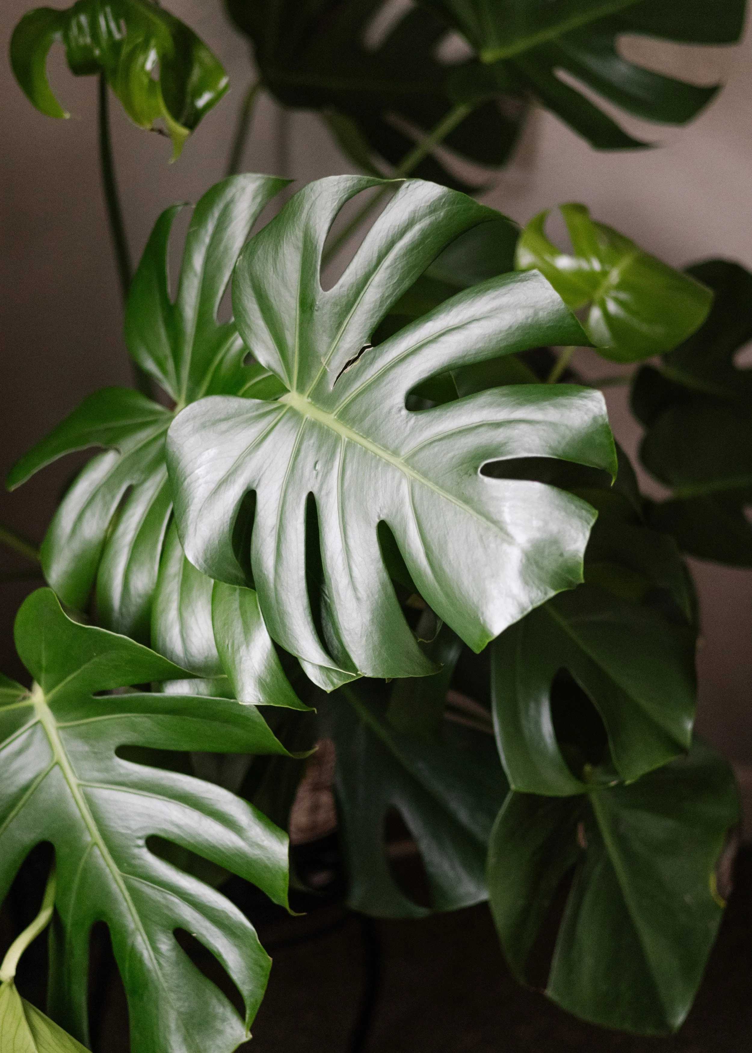 Close-up of a lush green Monstera plant with large, split leaves.