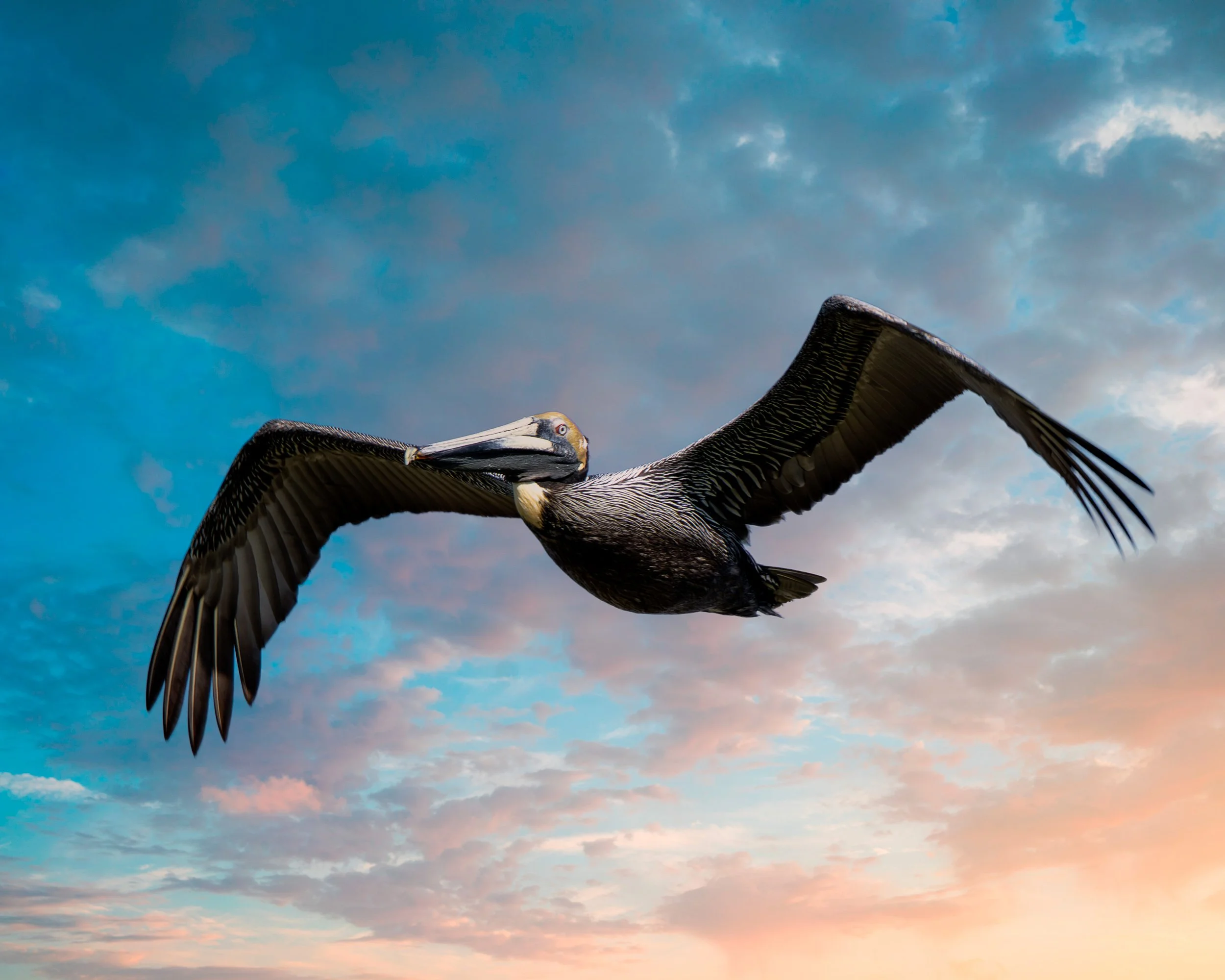 pelican.jpg