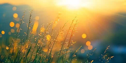 Close-up of grass and wildflowers at sunset with bokeh light effects.