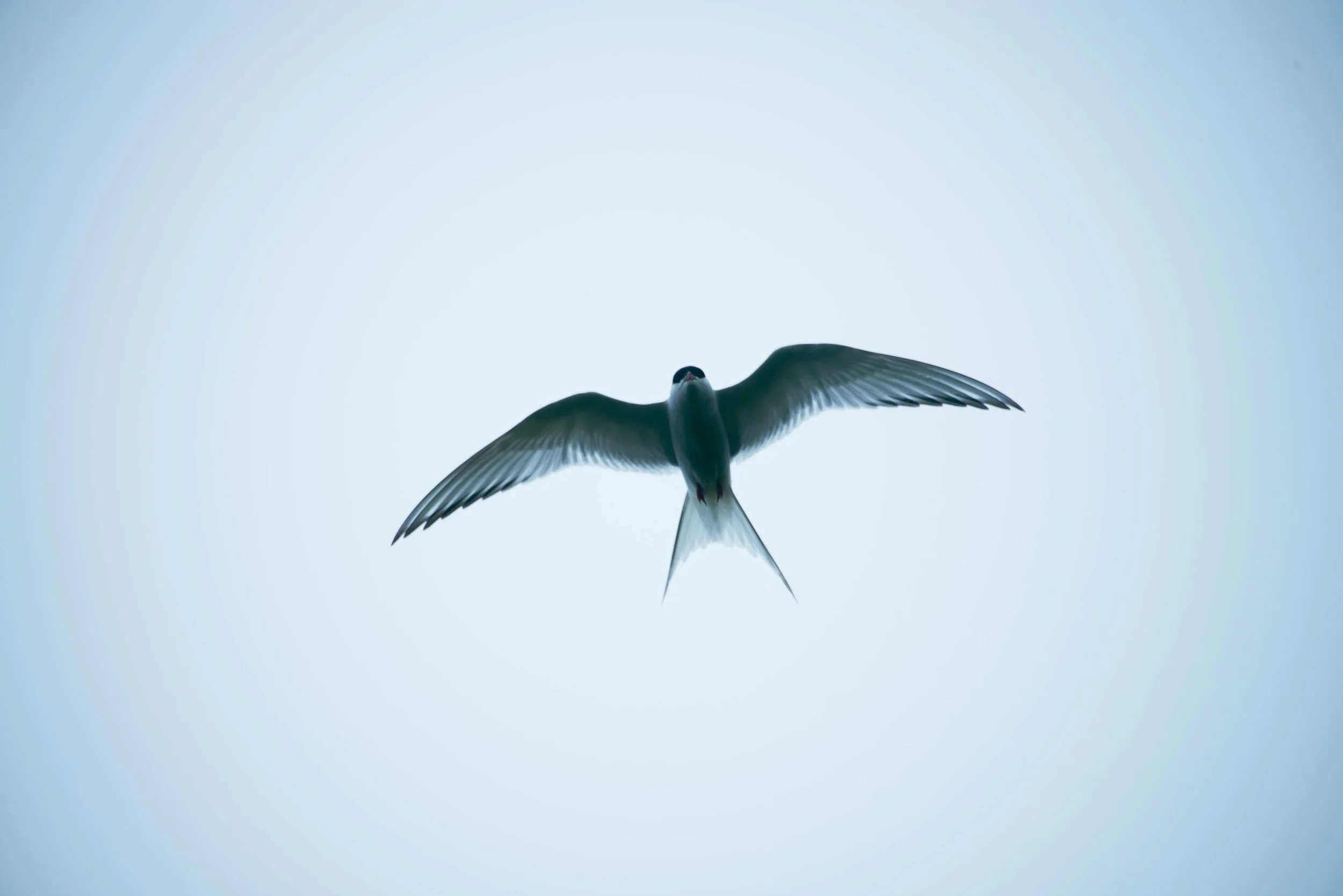 The Swarm of Swallows: coherence, wholeness, and presence