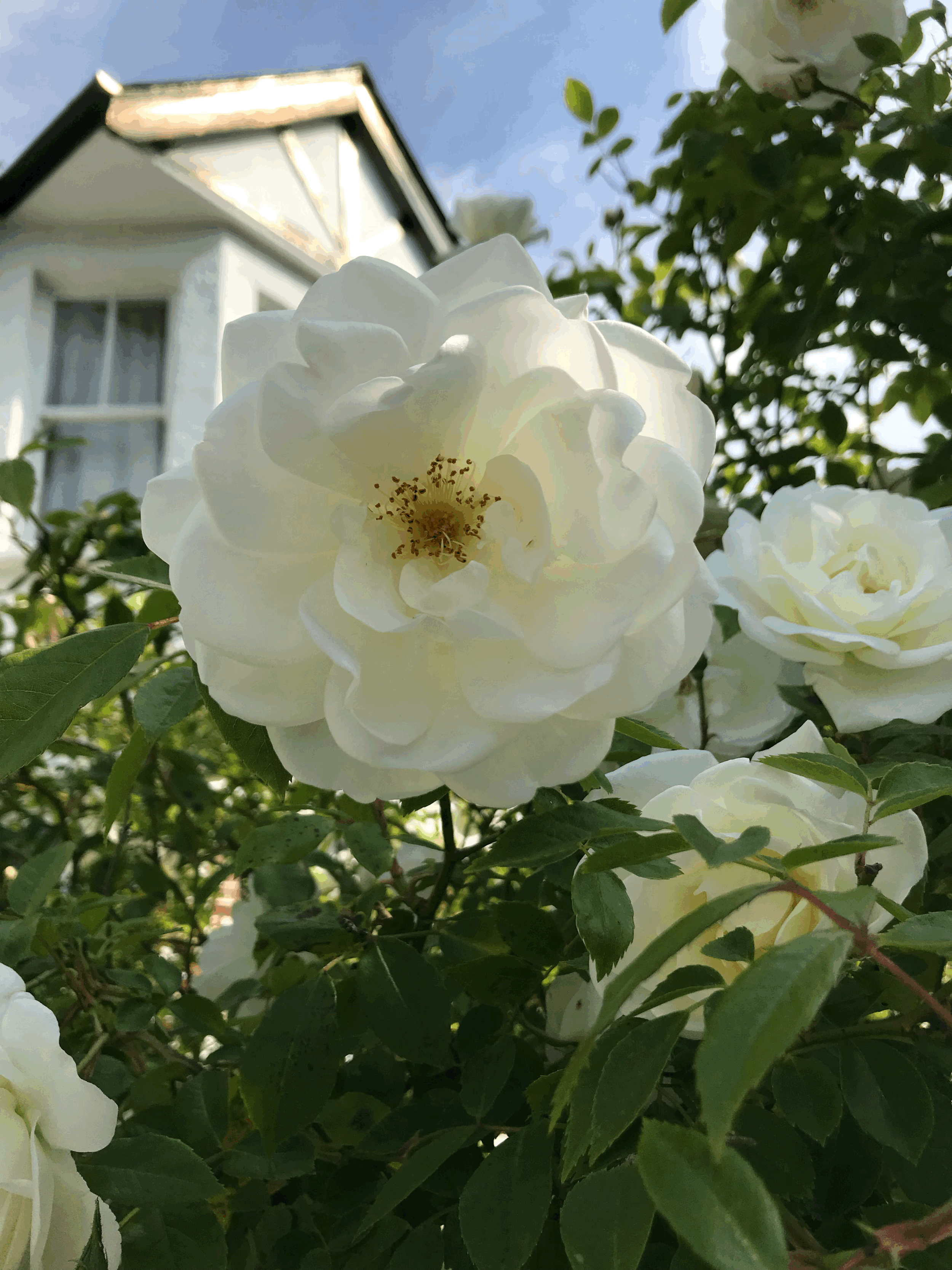 Coming Home to Your Own Light