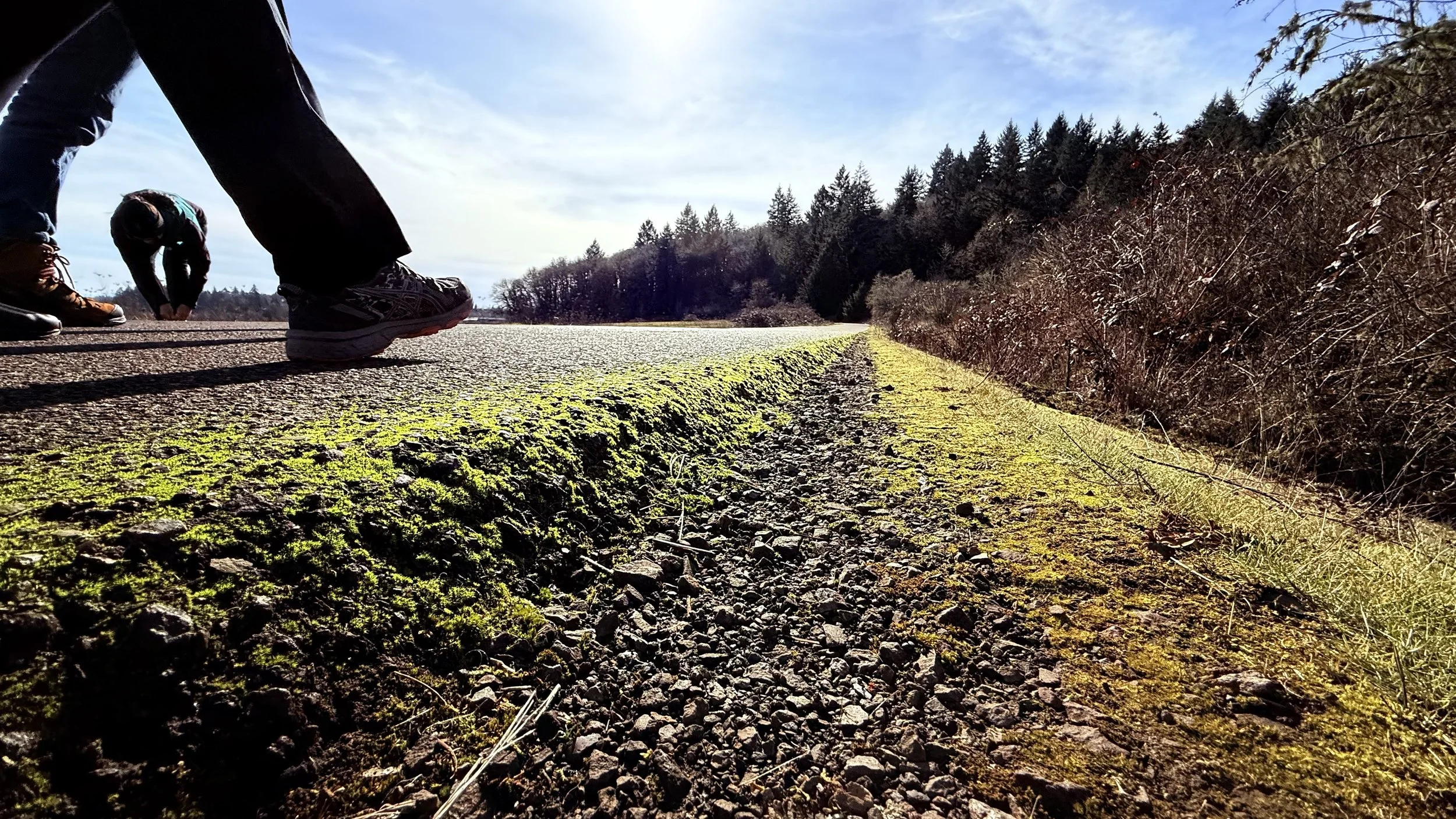 People bending down on roadside with moss and gravel, surrounded by trees and clear sky.