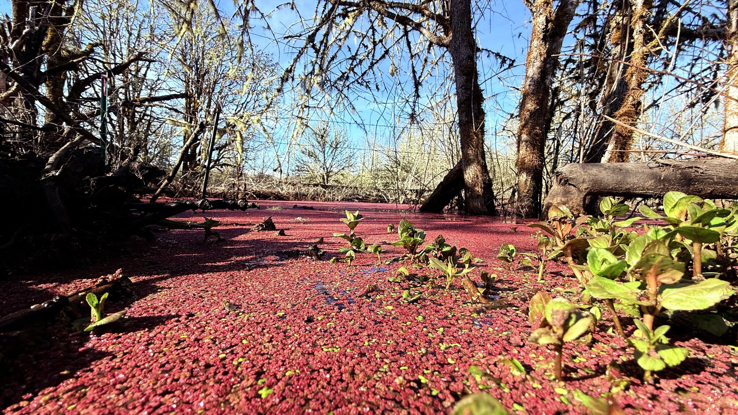 A marshy area with small green plants growing among floating red duckweed and algae, surrounded by leafless trees and dry branches under a clear blue sky.