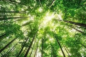 Looking up at a green forest canopy with sunlight filtering through the leaves.