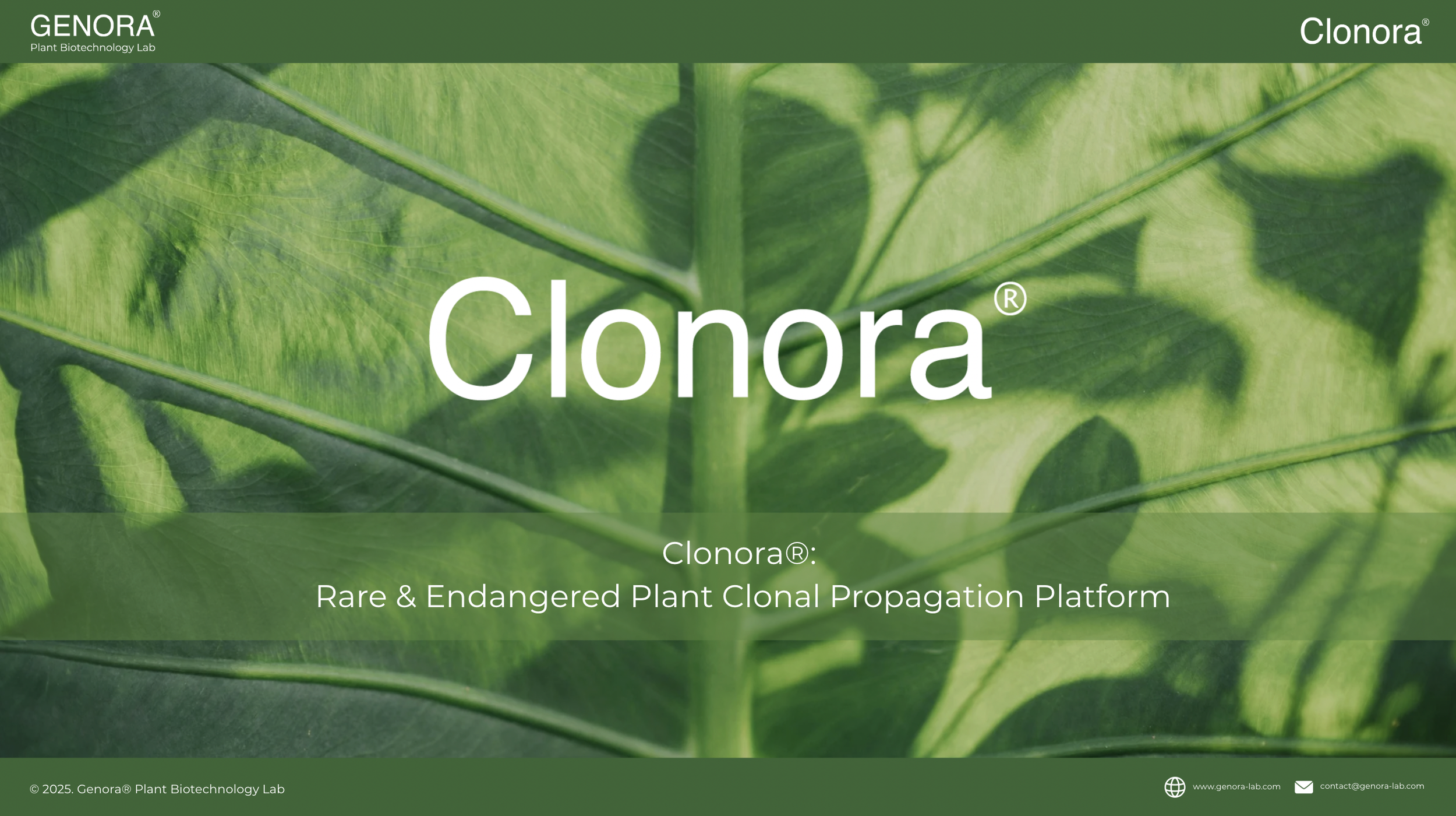Close-up image of green plant leaves with a visible central vein and textured surface, used as a background for a presentation slide about Clonora, a plant propagation platform.