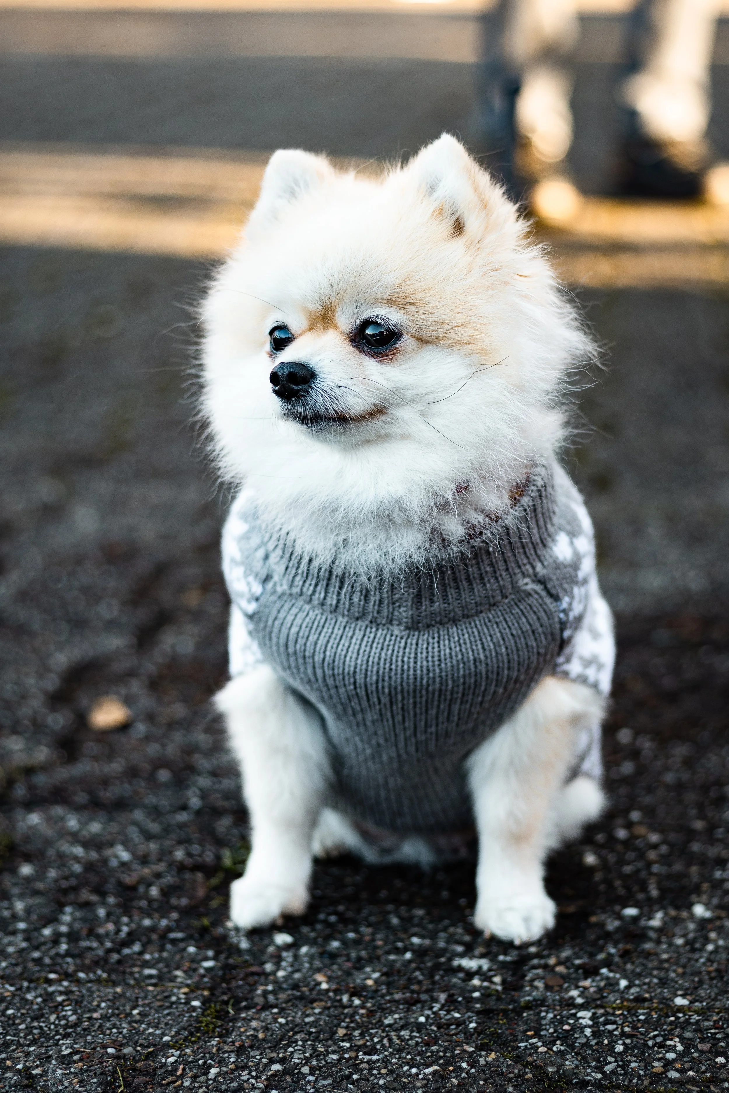 Ein kleiner Hund, vermutlich ein Pomeranian, trägt einen grauen Pullover und sitzt auf einer Asphaltstraße.