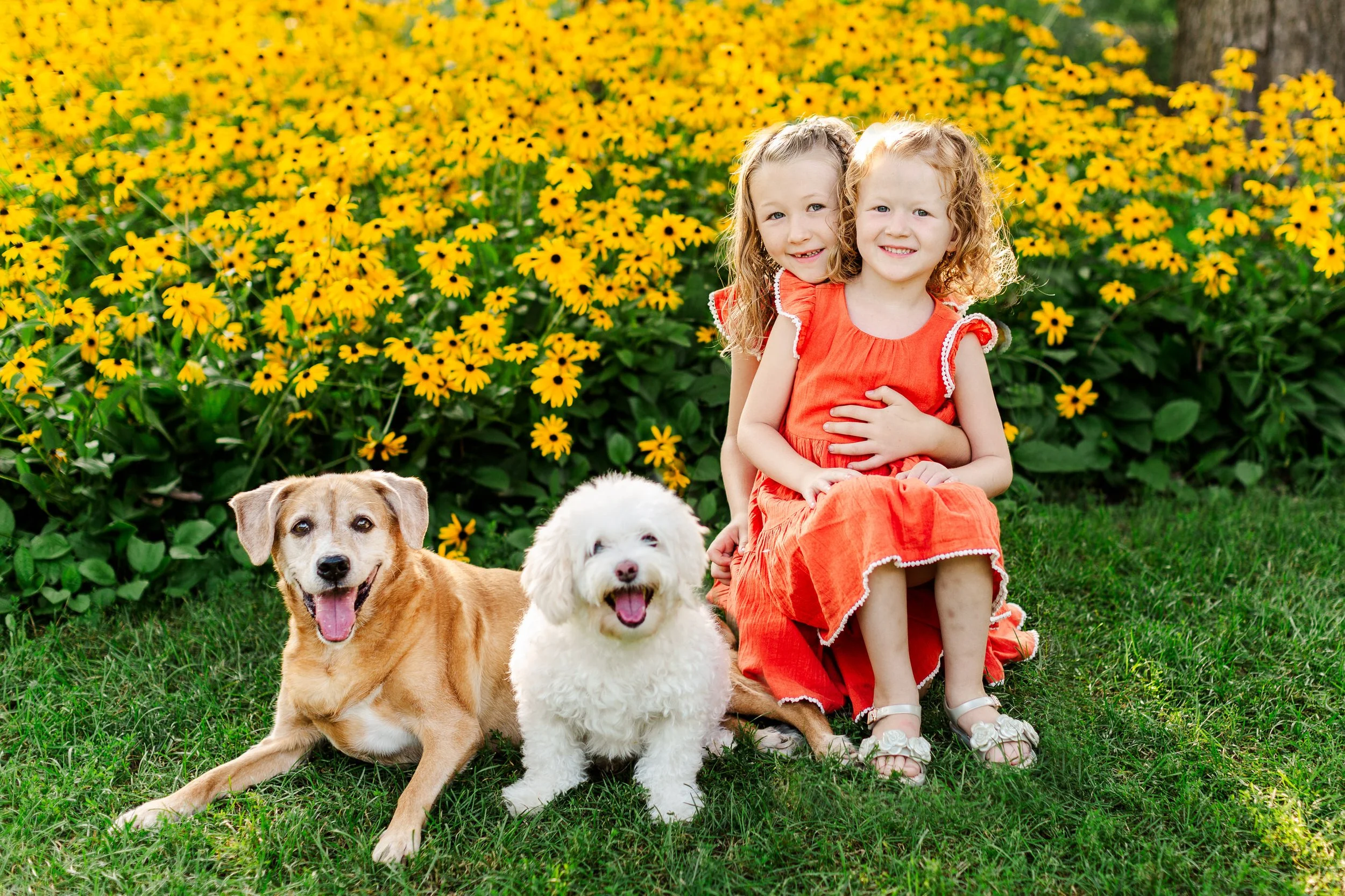 Two young girls in orange dresses sitting on grass with dogs in front of yellow flowers.