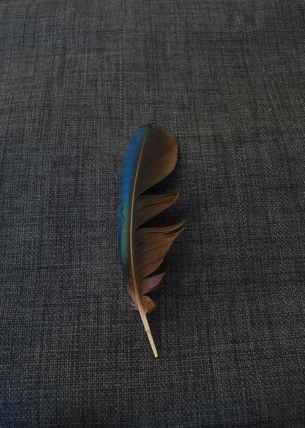 magpie blue.JPG