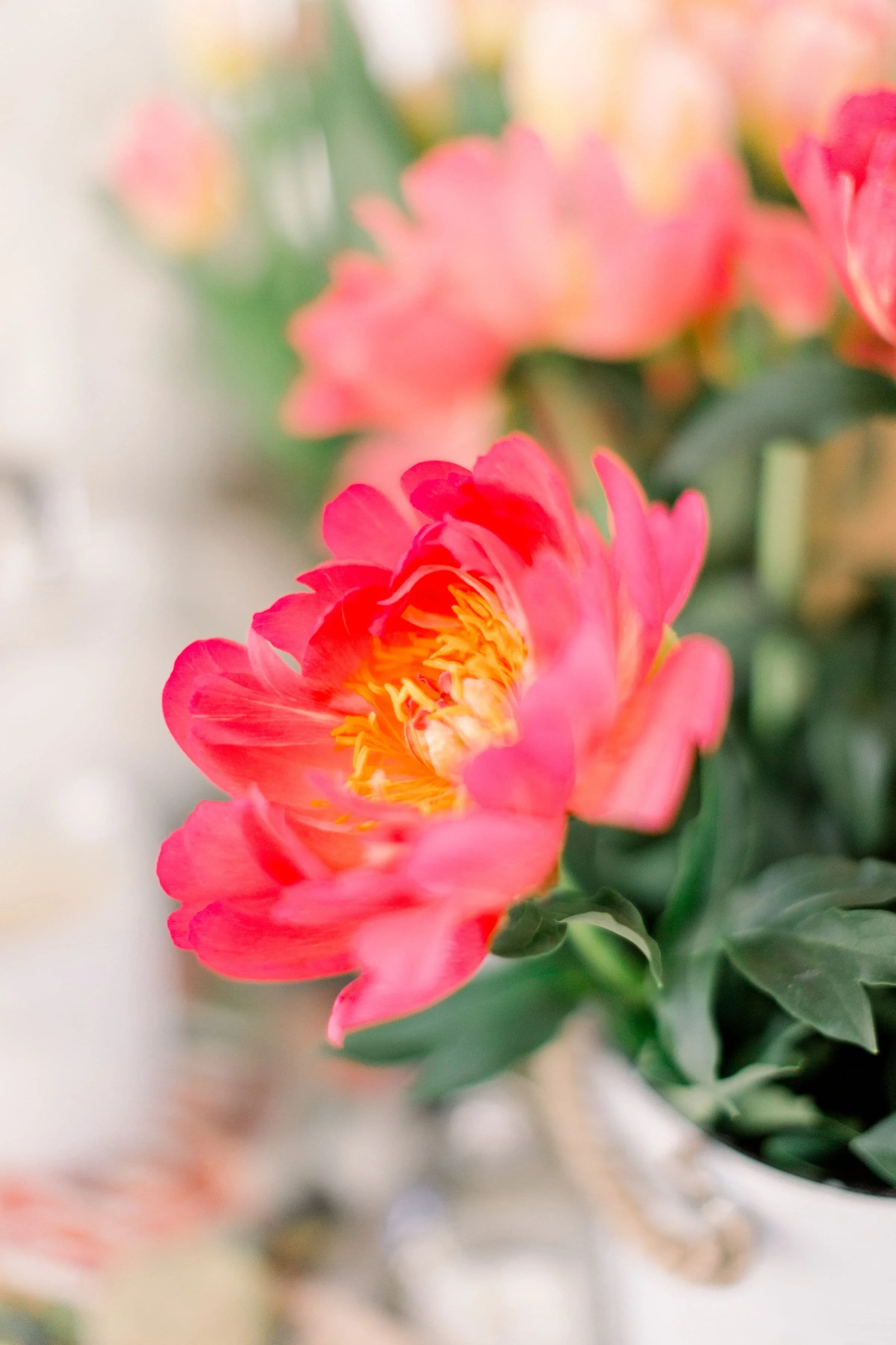 A bucket of coral peonies at a Twig & Bloom flower workshop in Edmonton, AB.