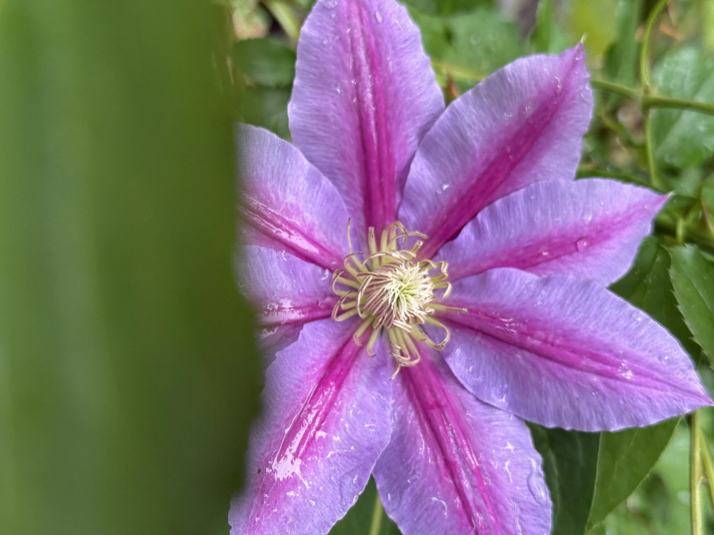 Clematis in bloom