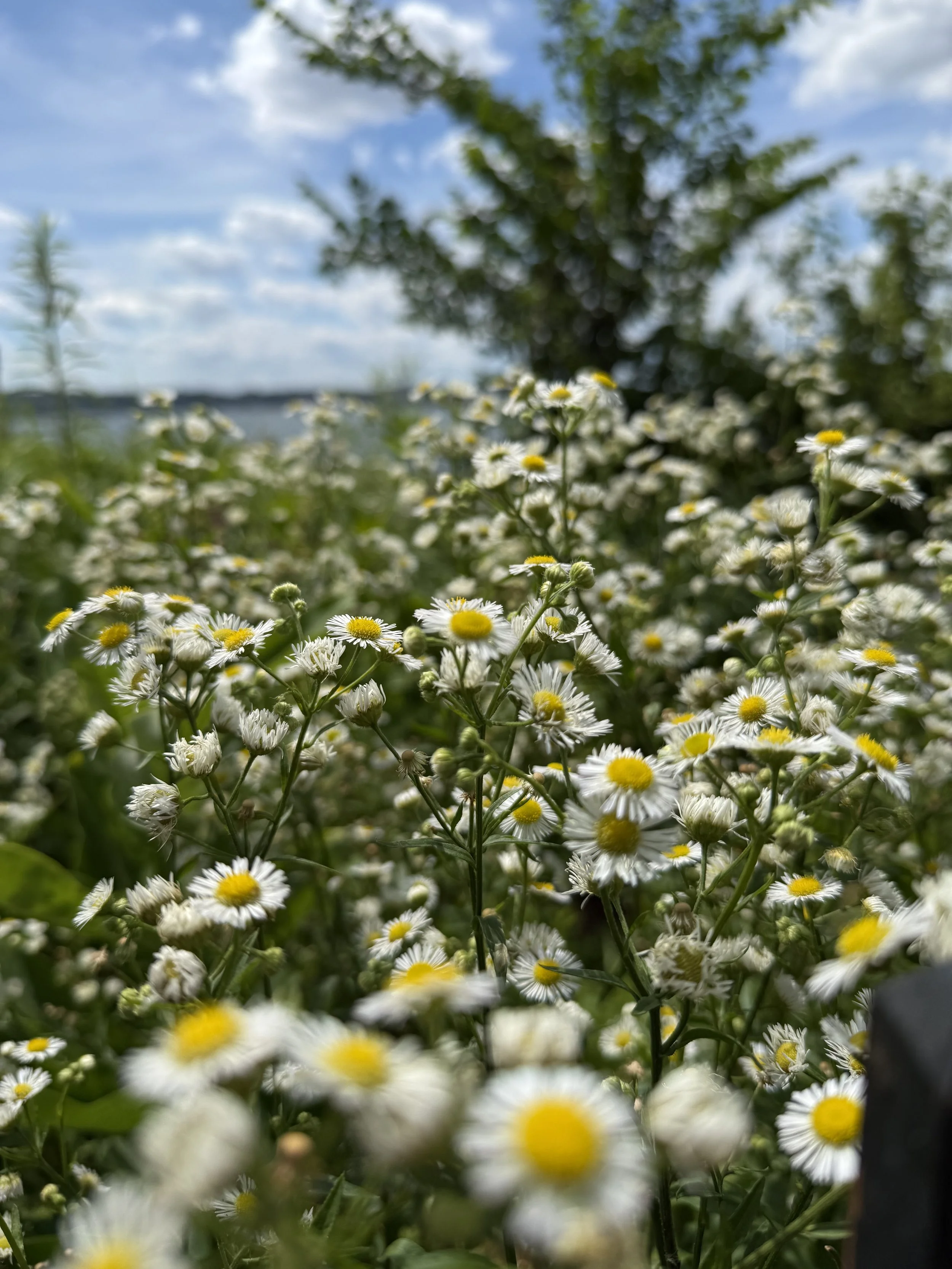 Drifts of Fleabane in the Hillside Meadow