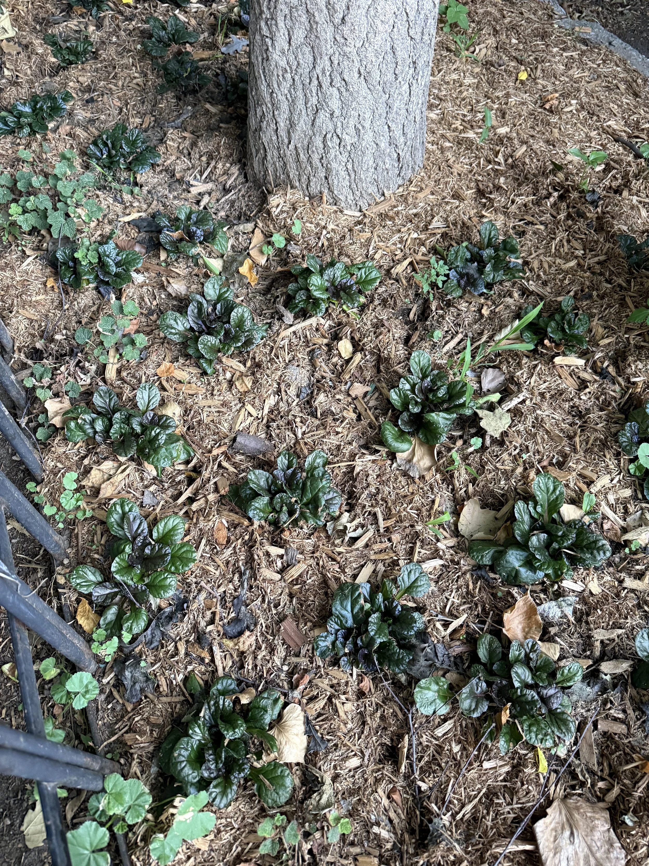 Bugleweed (Ajuga reptans)