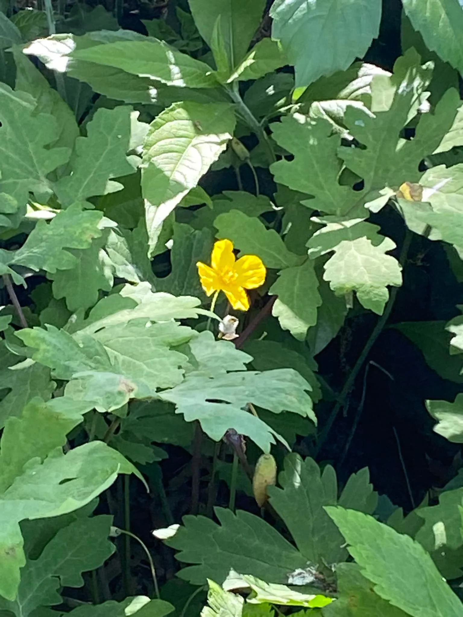 Celandine Poppy (Stylophorum diphyllum)