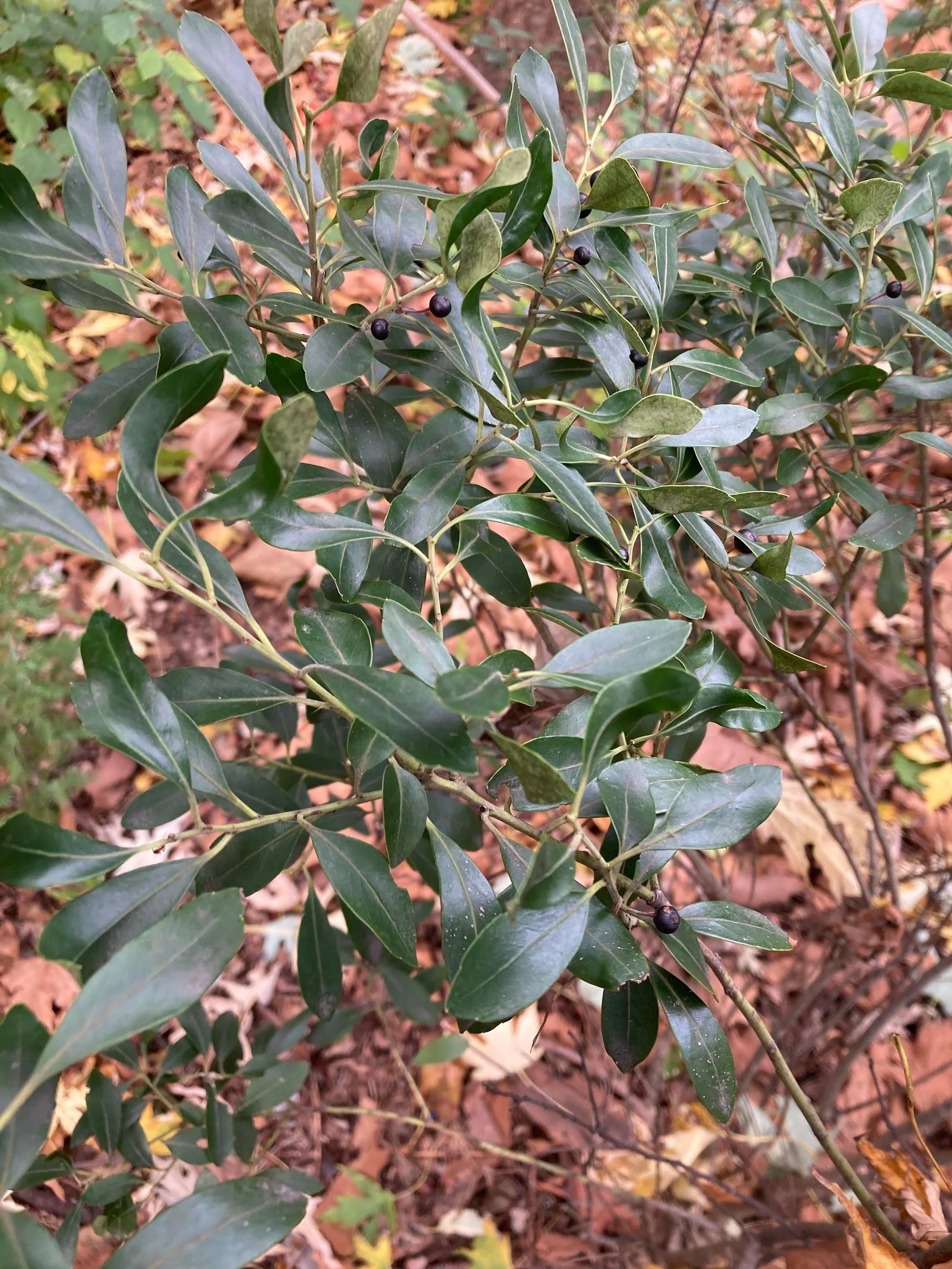 Inkberry (Ilex glabra)