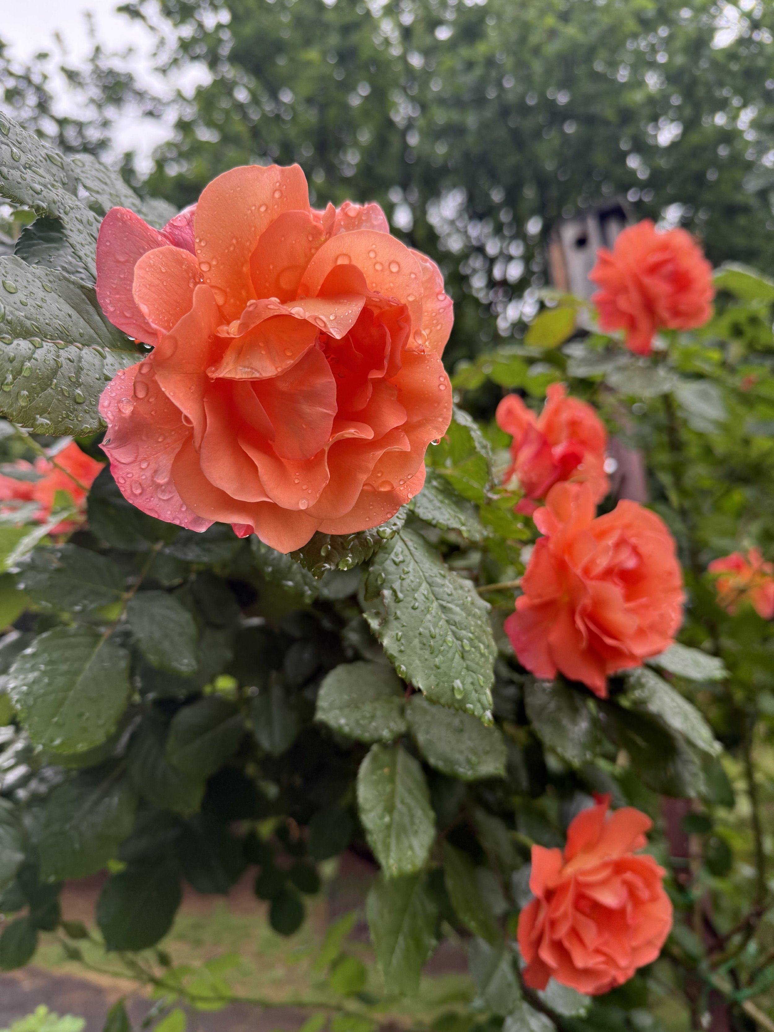 Joan Regan Modern Rose Garden after the rain