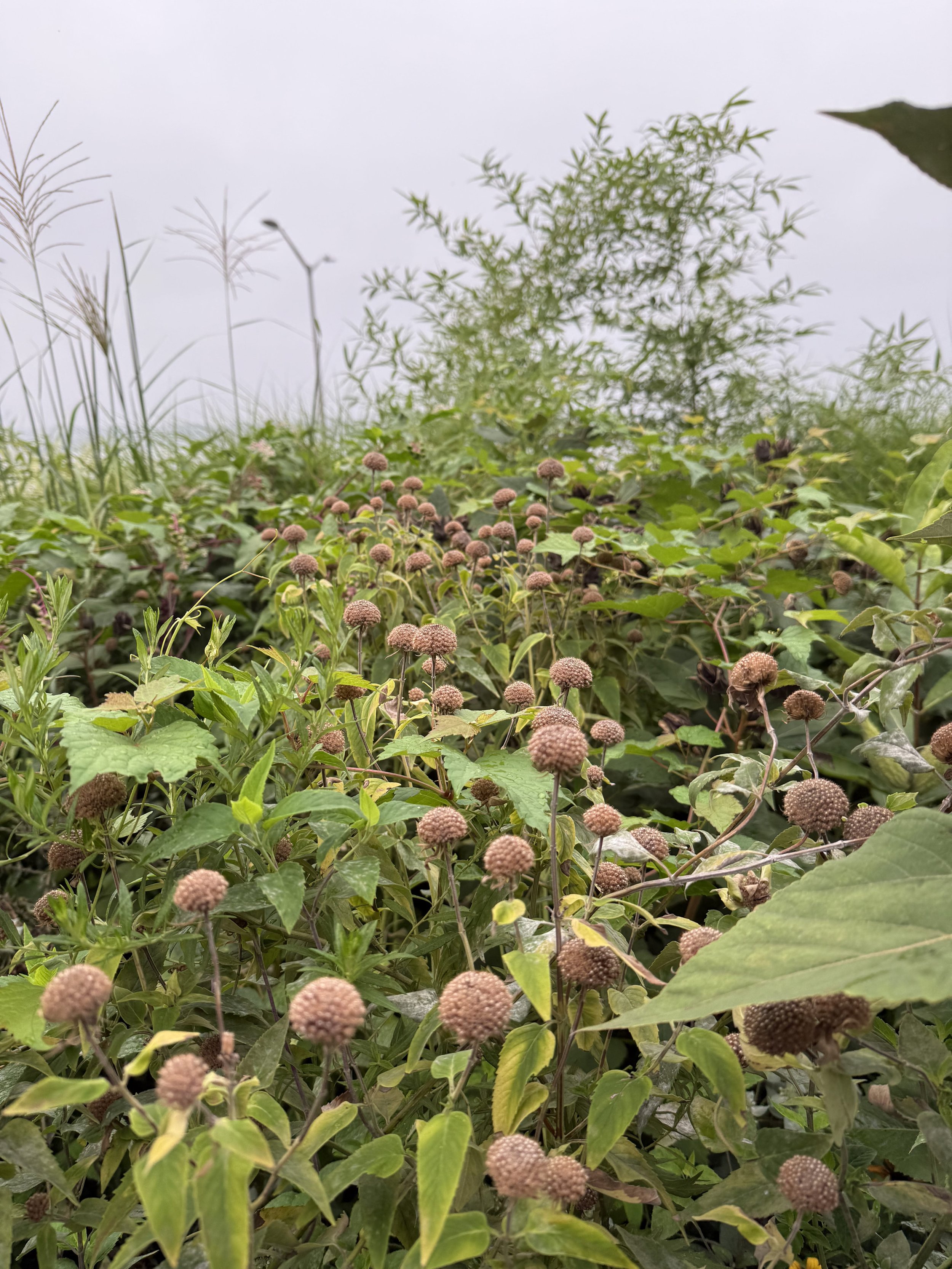 Monarda seed heads on misty morning