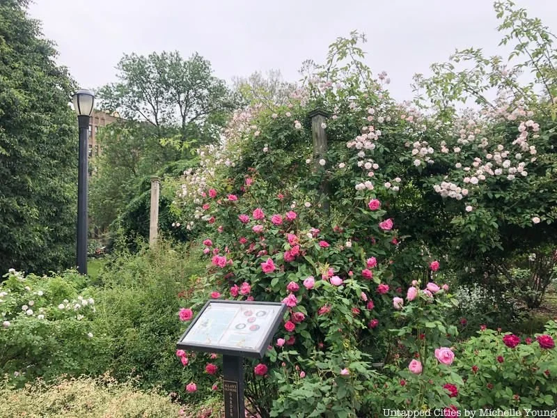 Allan's Old Rose Garden in bloom 
