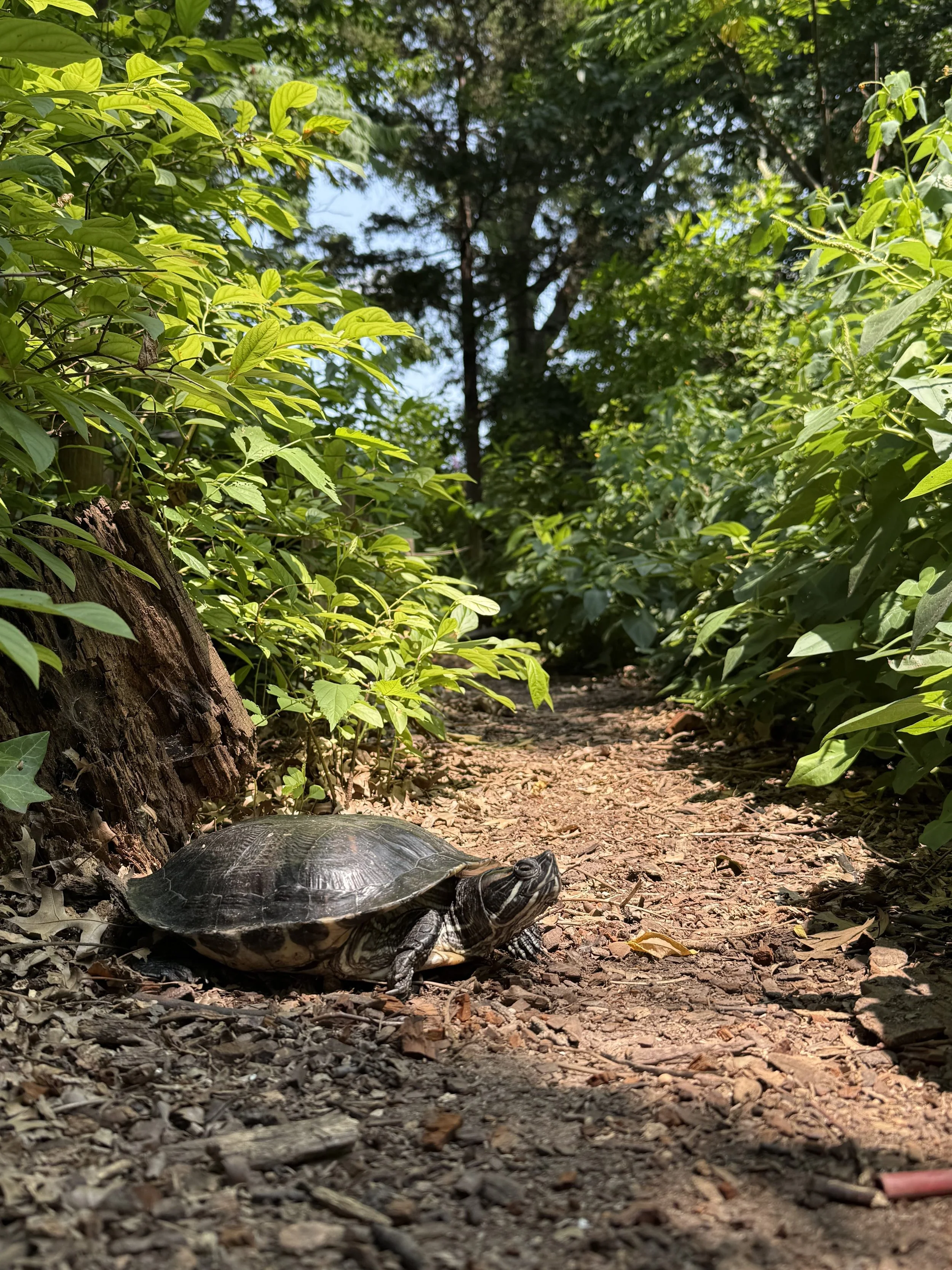 Pond Slider