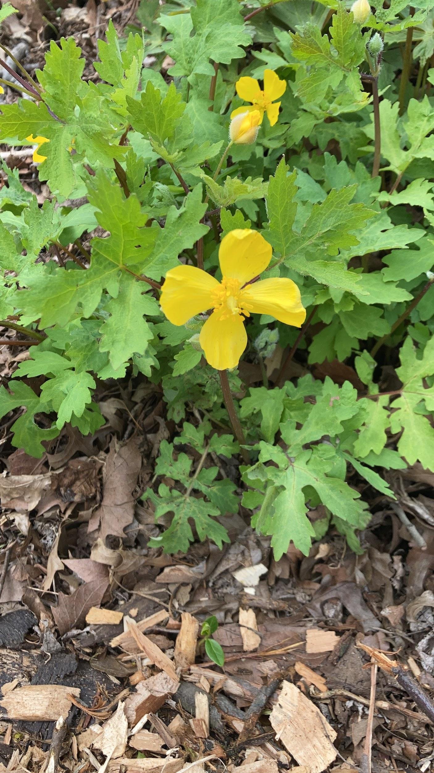 Celandine poppy (Stylophorum diphyllum)