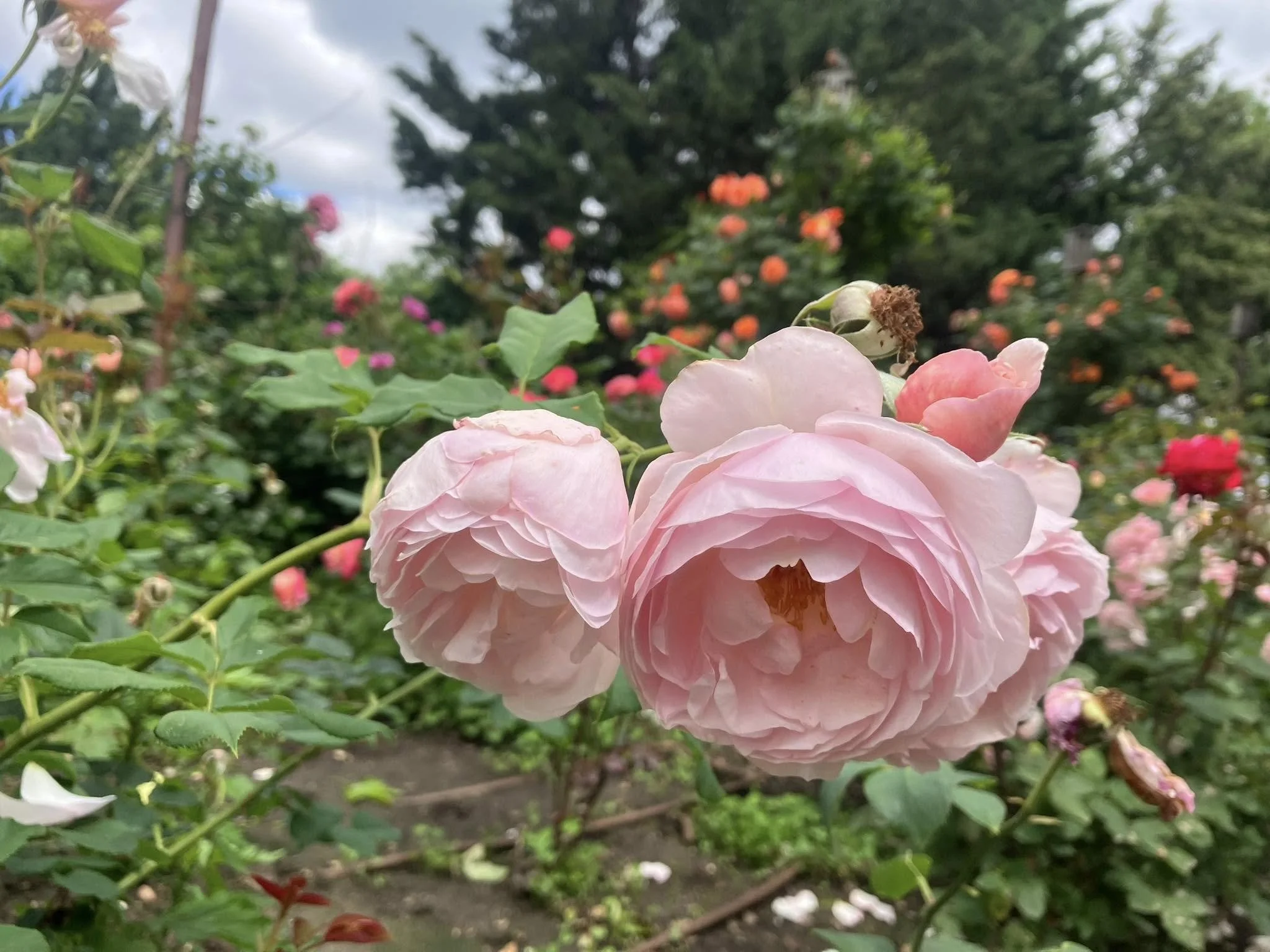 roses-4.jpg