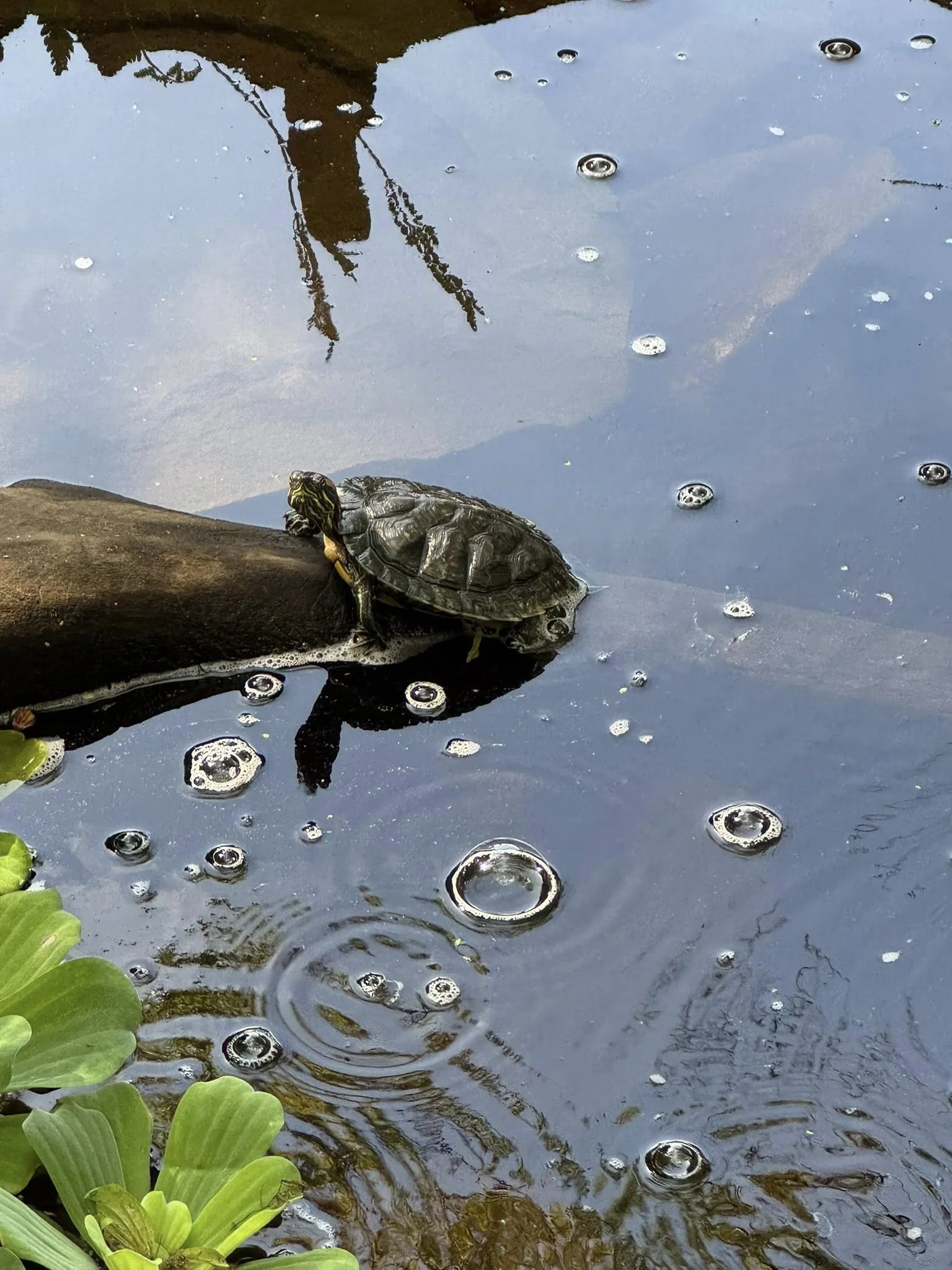 Red-Eared Sliders (Trachemys scripta elegant)