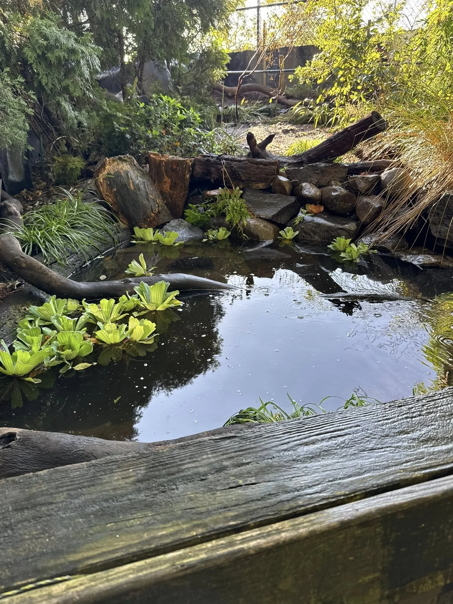 New Turtle Pond Completed 