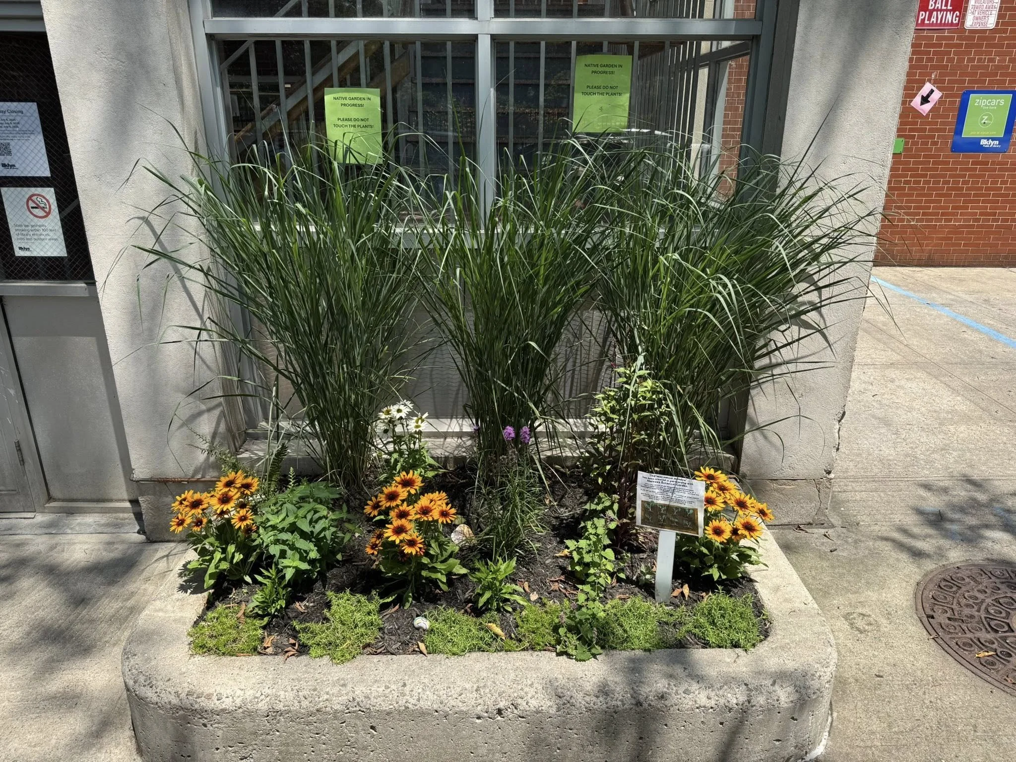 A Native Garden for the Library