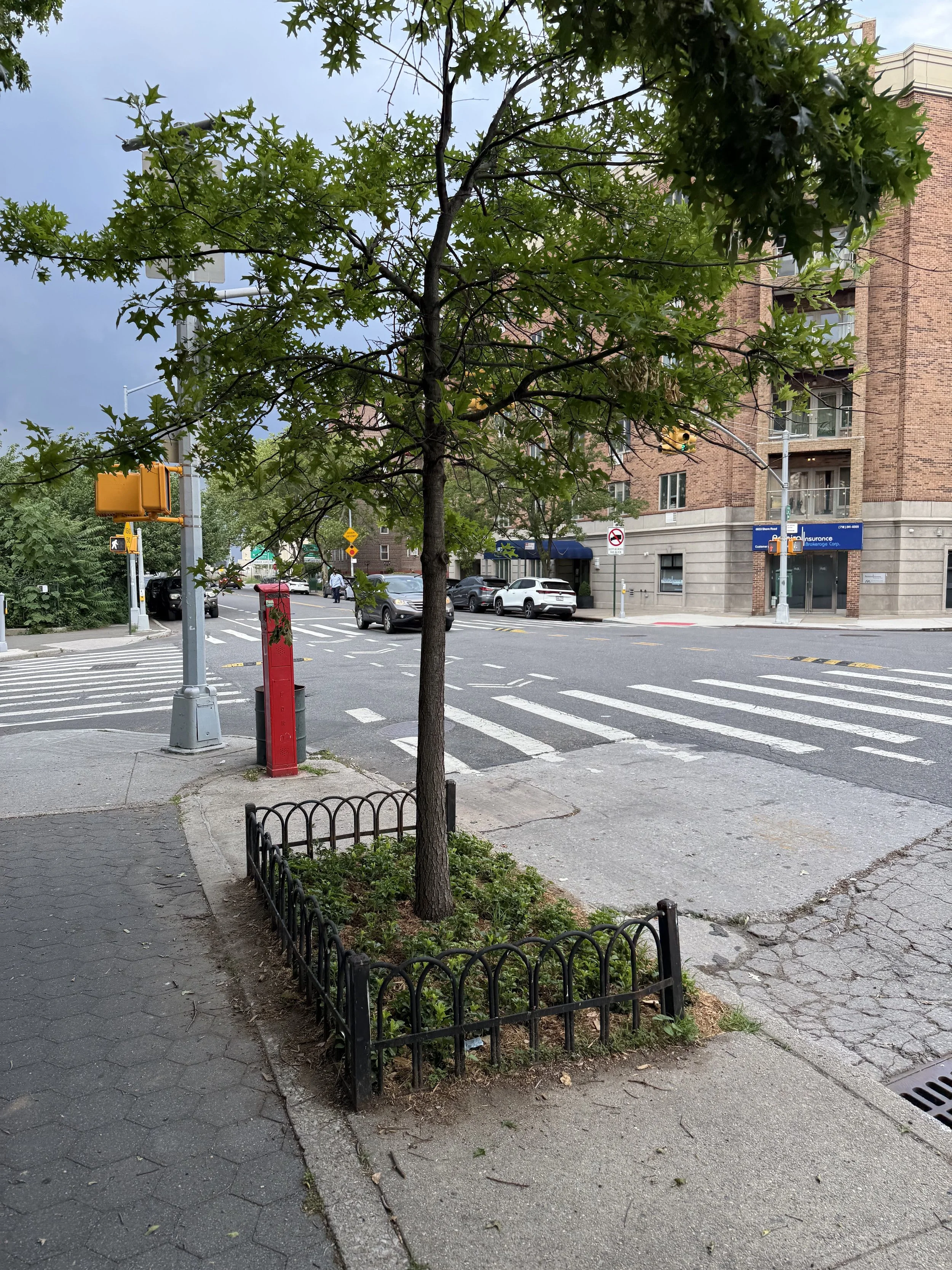 Cultivating Urban Resilience, One Tree Pit at a Time