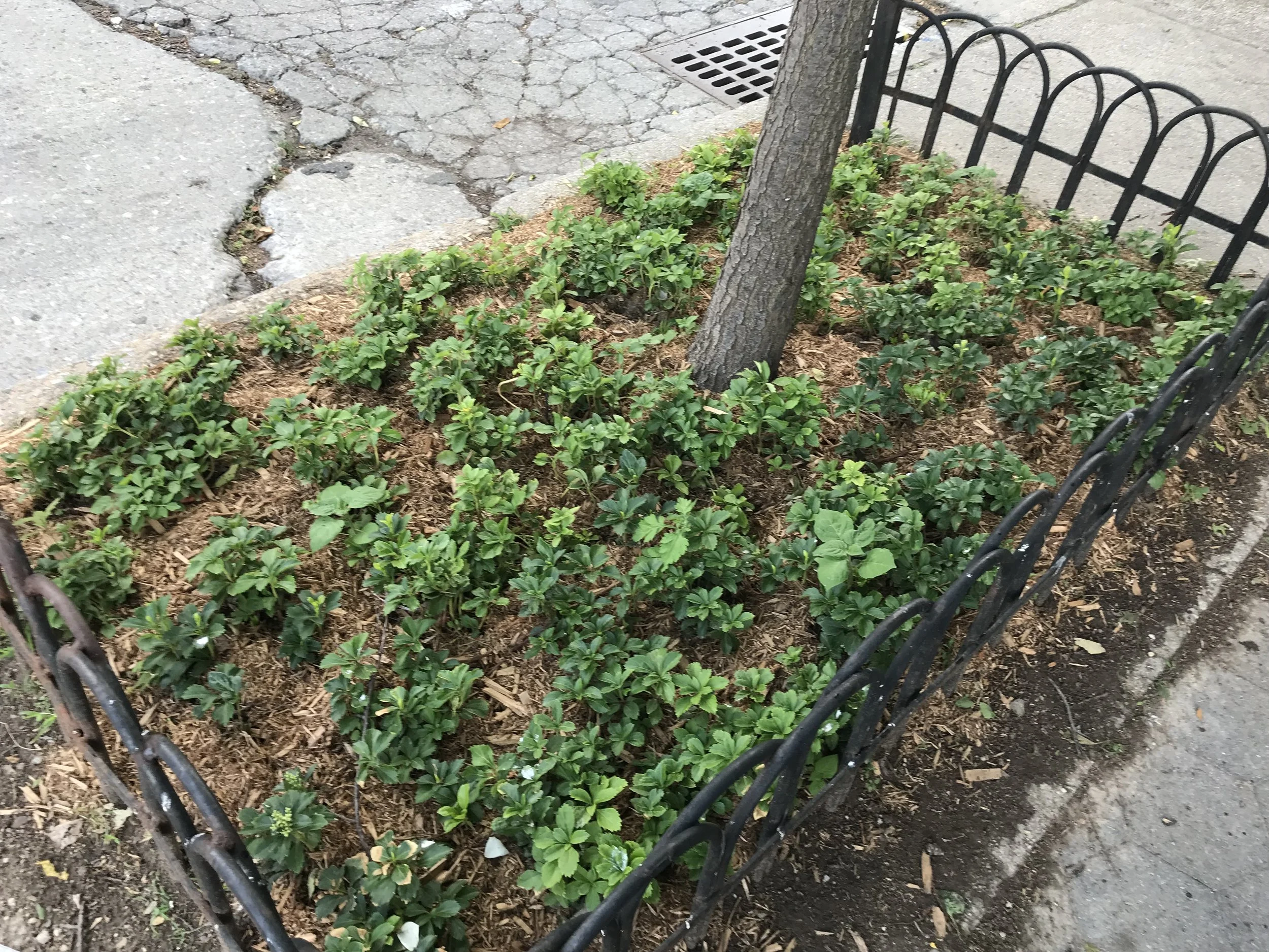 3 green growing -wide tree pt.jpeg