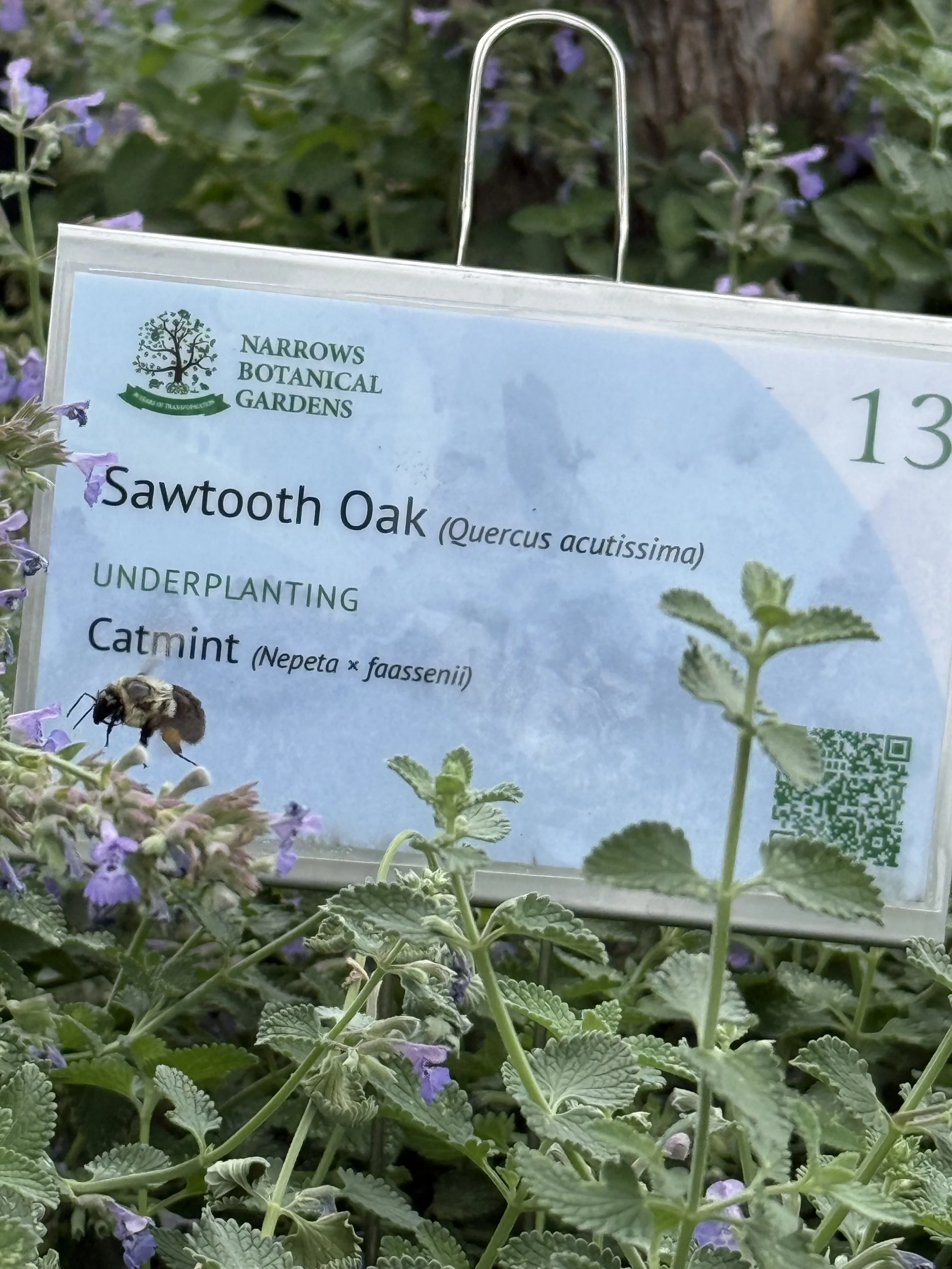 Cultivating Urban Resilience, One Tree Pit at a Time